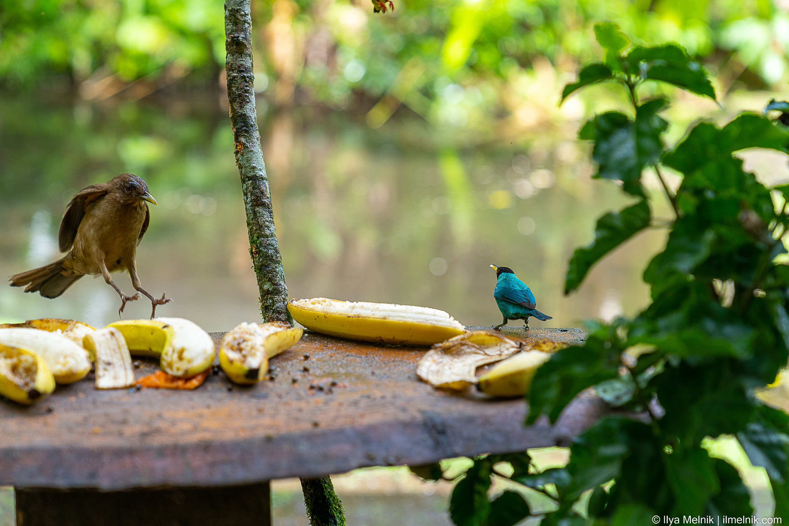 Costa-Rica. Ilya Melnik Photography