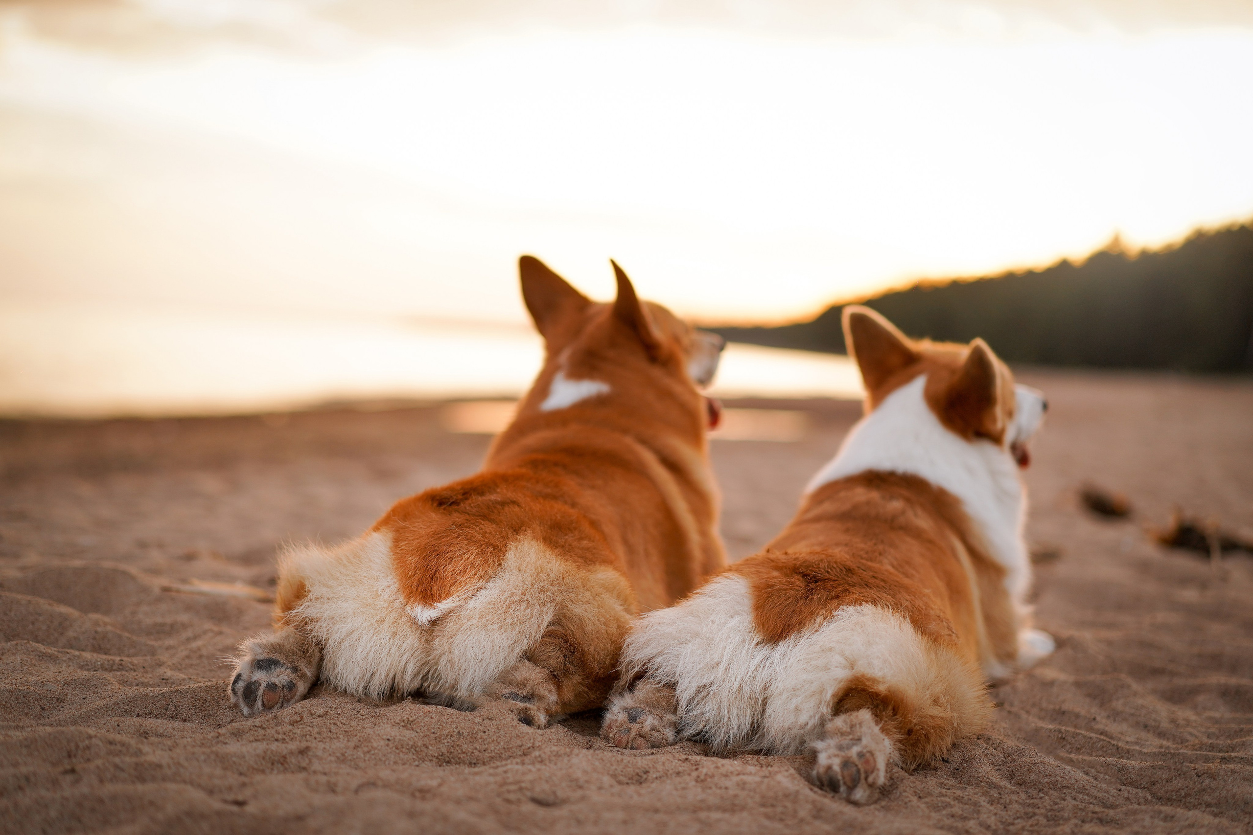 Катя Алиса и коржики. Фотограф-анималист в Санкт-Петербурге Яна Мартынова