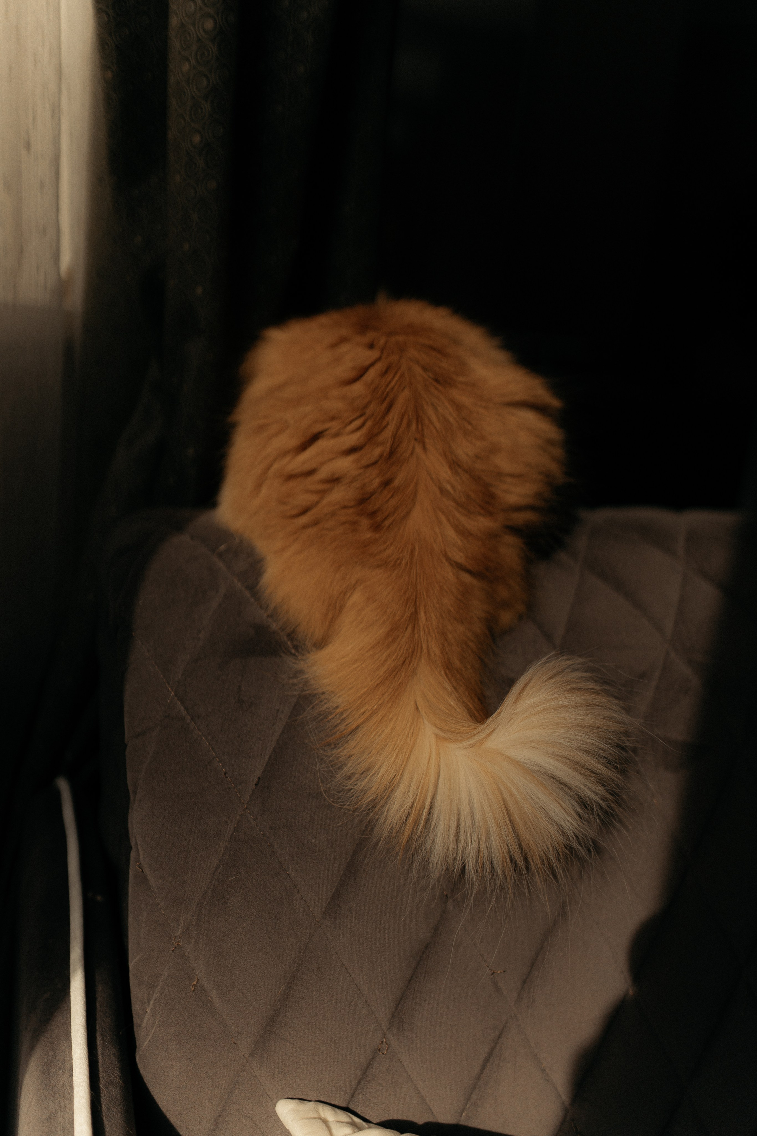 Алиса. DARYA.BELKINA