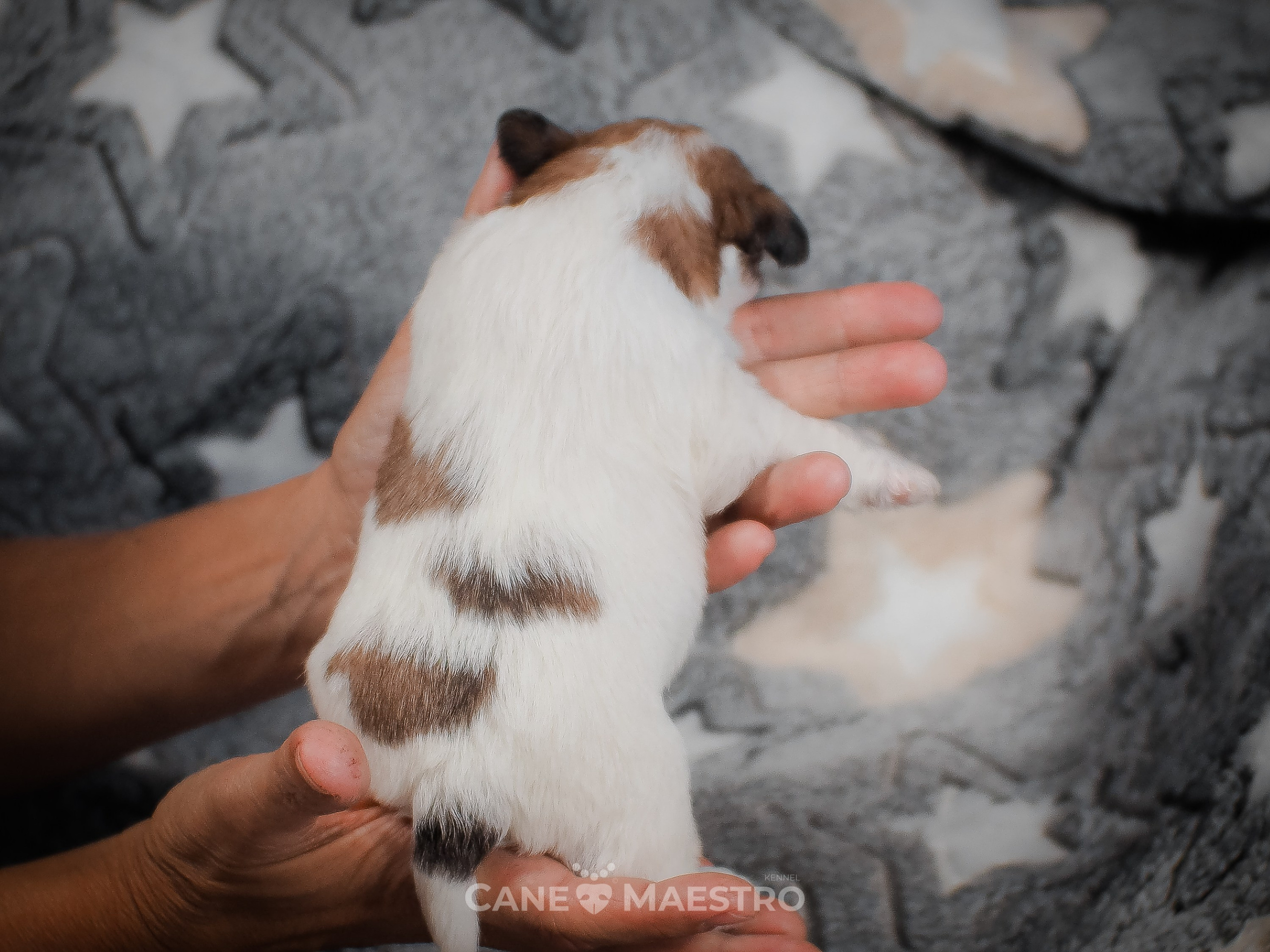КобельZ1_ДРТ_брыж_27_08_25. CANE MAESTRO — kennel Jack Russell Terrier
