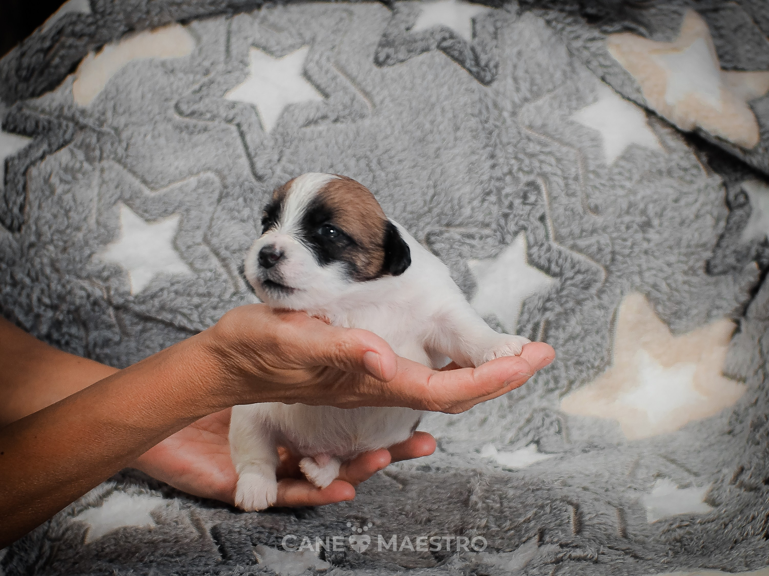 КОБЛ_5_БР_27. CANE MAESTRO — kennel Jack Russell Terrier