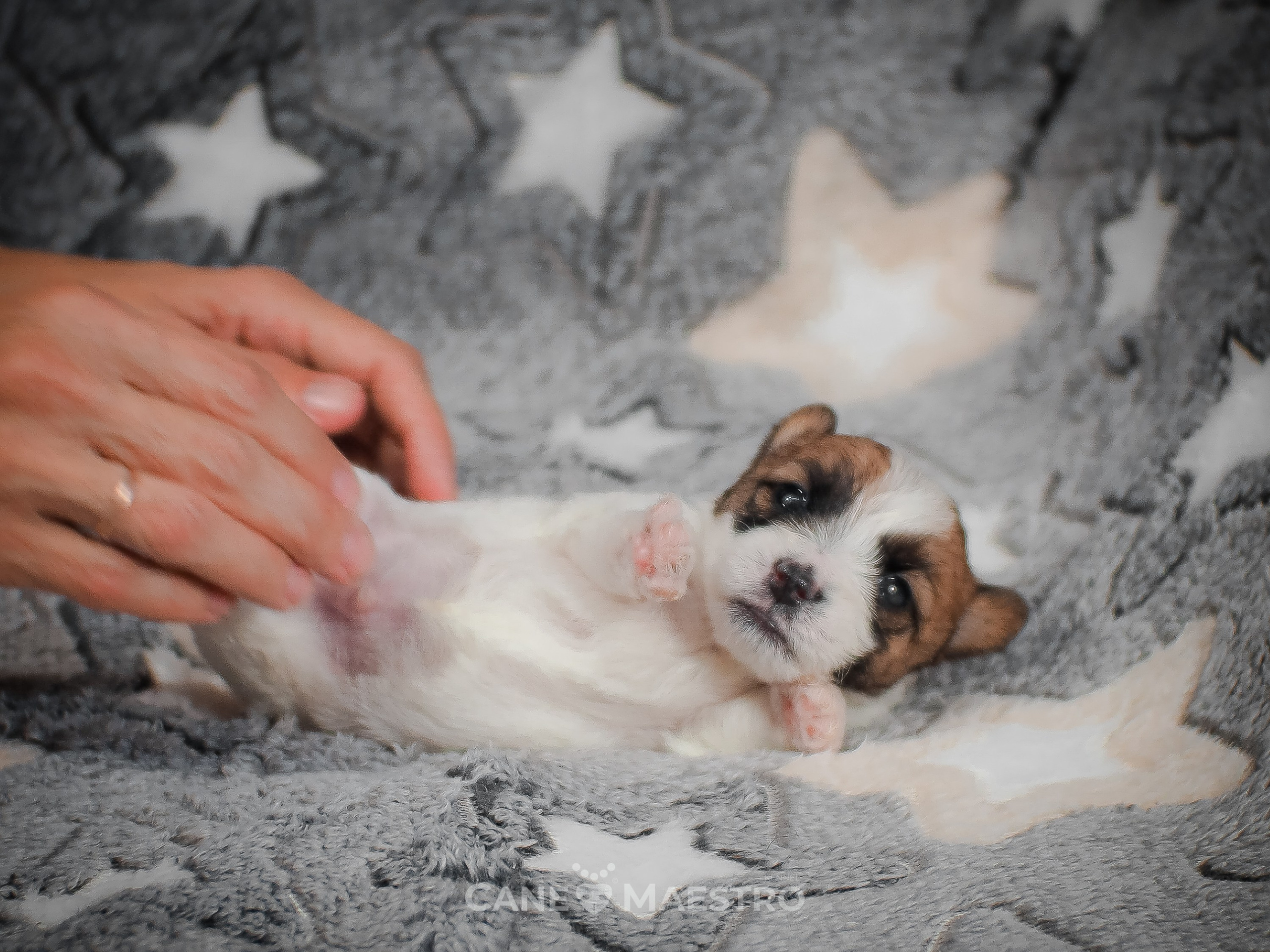 КобельZ1_ДРТ_брыж_27_08_25. CANE MAESTRO — kennel Jack Russell Terrier