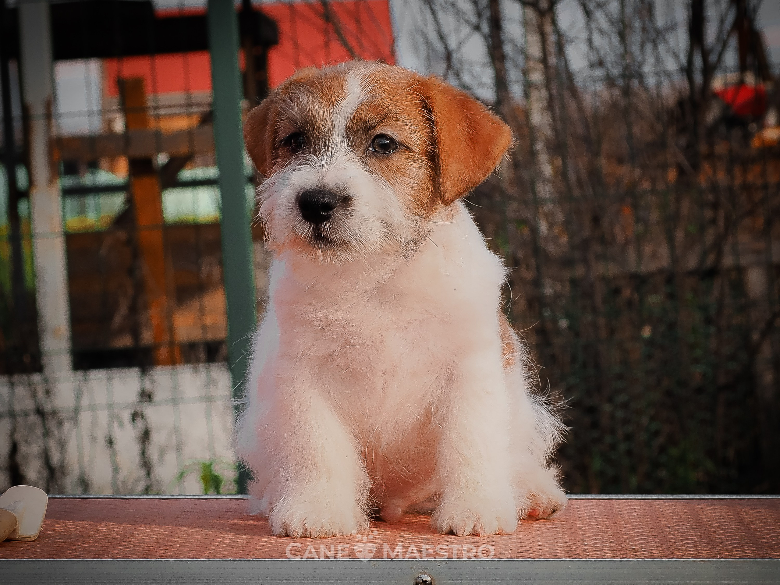 КобельZ1_ДРТ_брыж_27_08_25. КАНЕ МАЭСТРО — питомник Джек рассел терьеров