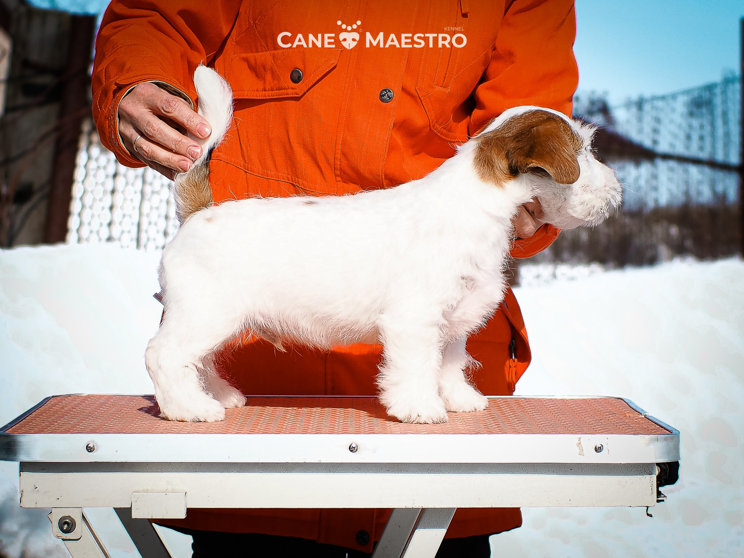 КОБ_Б_МОНОКЛЬ. CANE MAESTRO — kennel Jack Russell Terrier
