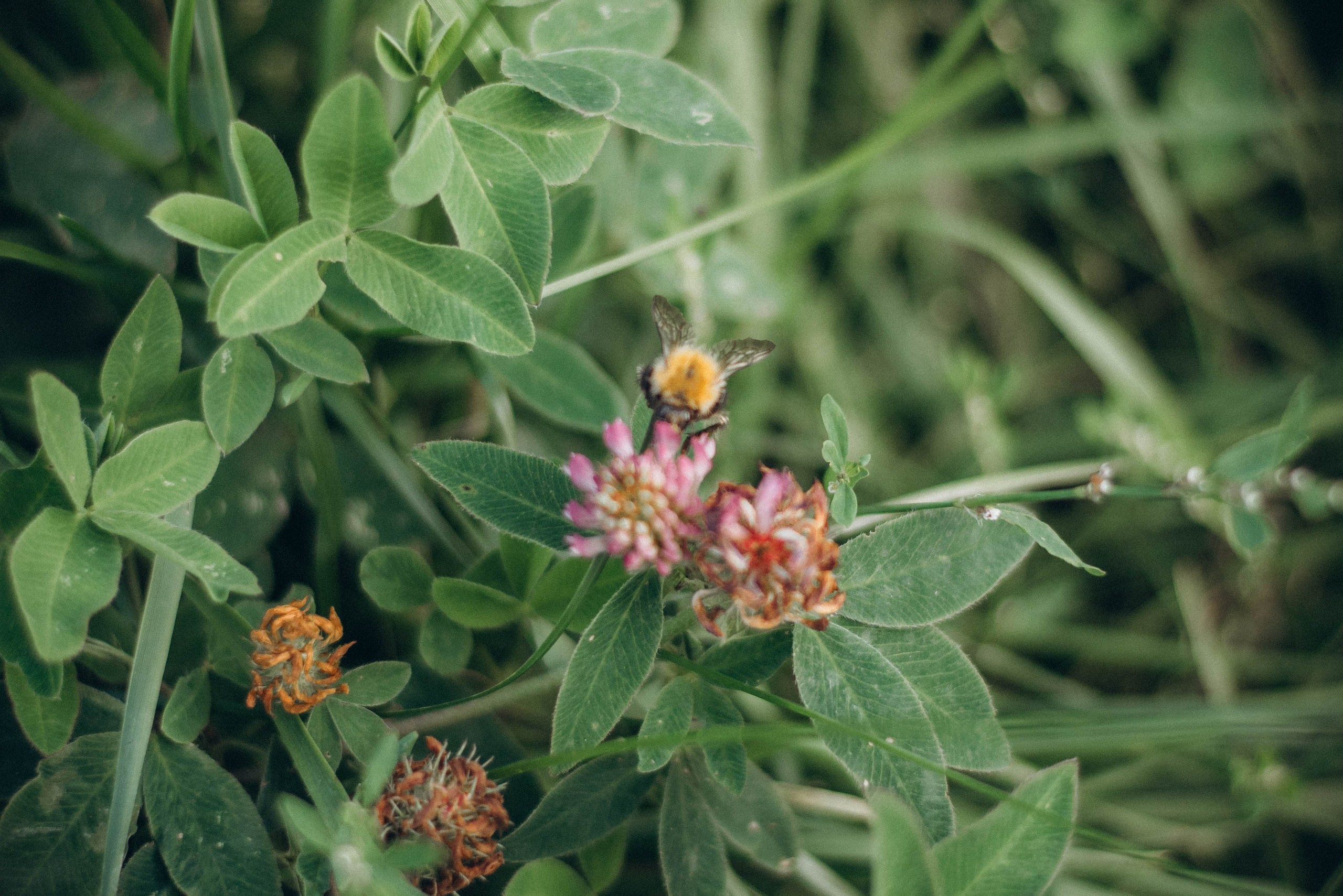 Лето. Леся Власова. Семейный Lifestyle фотограф в Москве