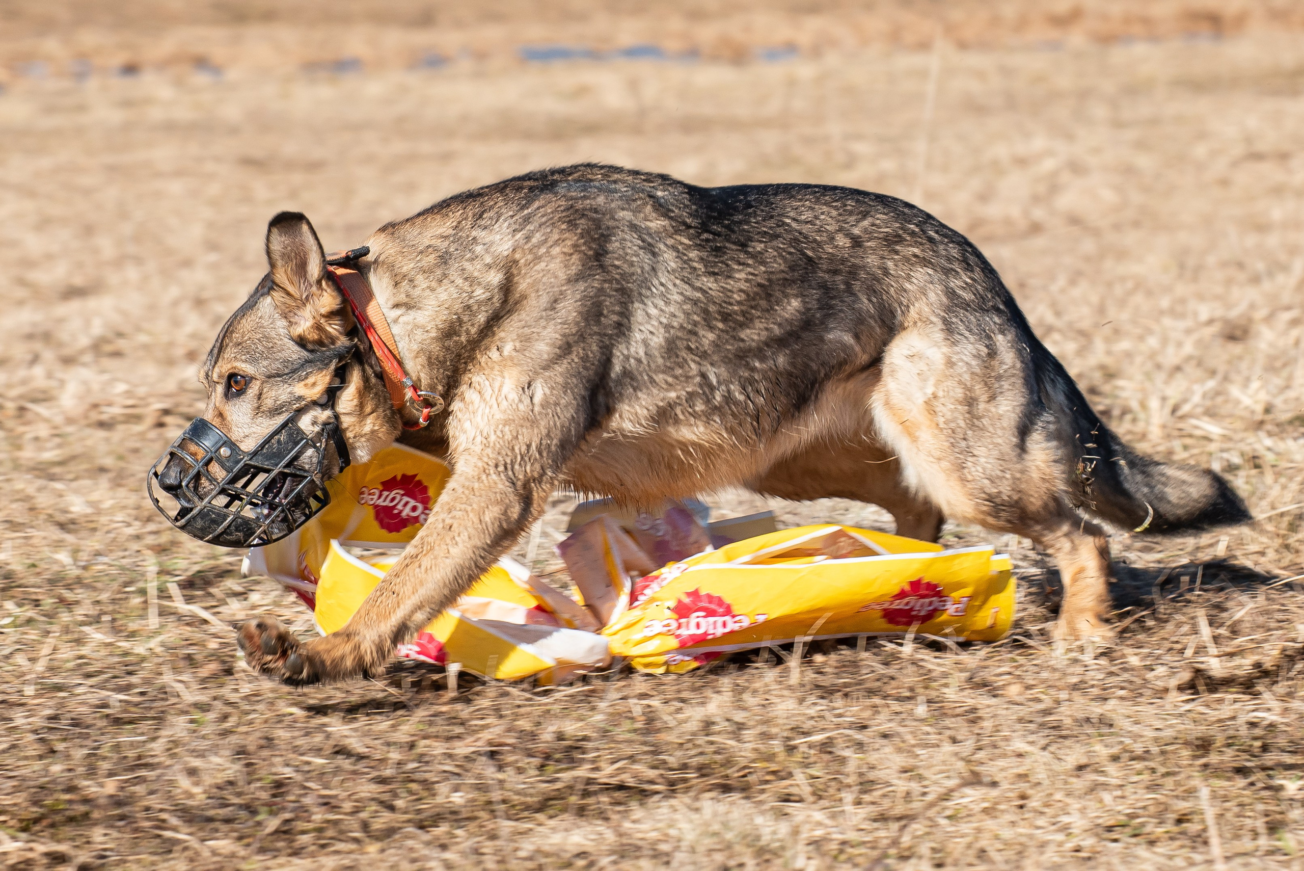 Бега за механической приманкой (Курсинг). Фотограф Макс Огурцов в Нижнем Новгороде
