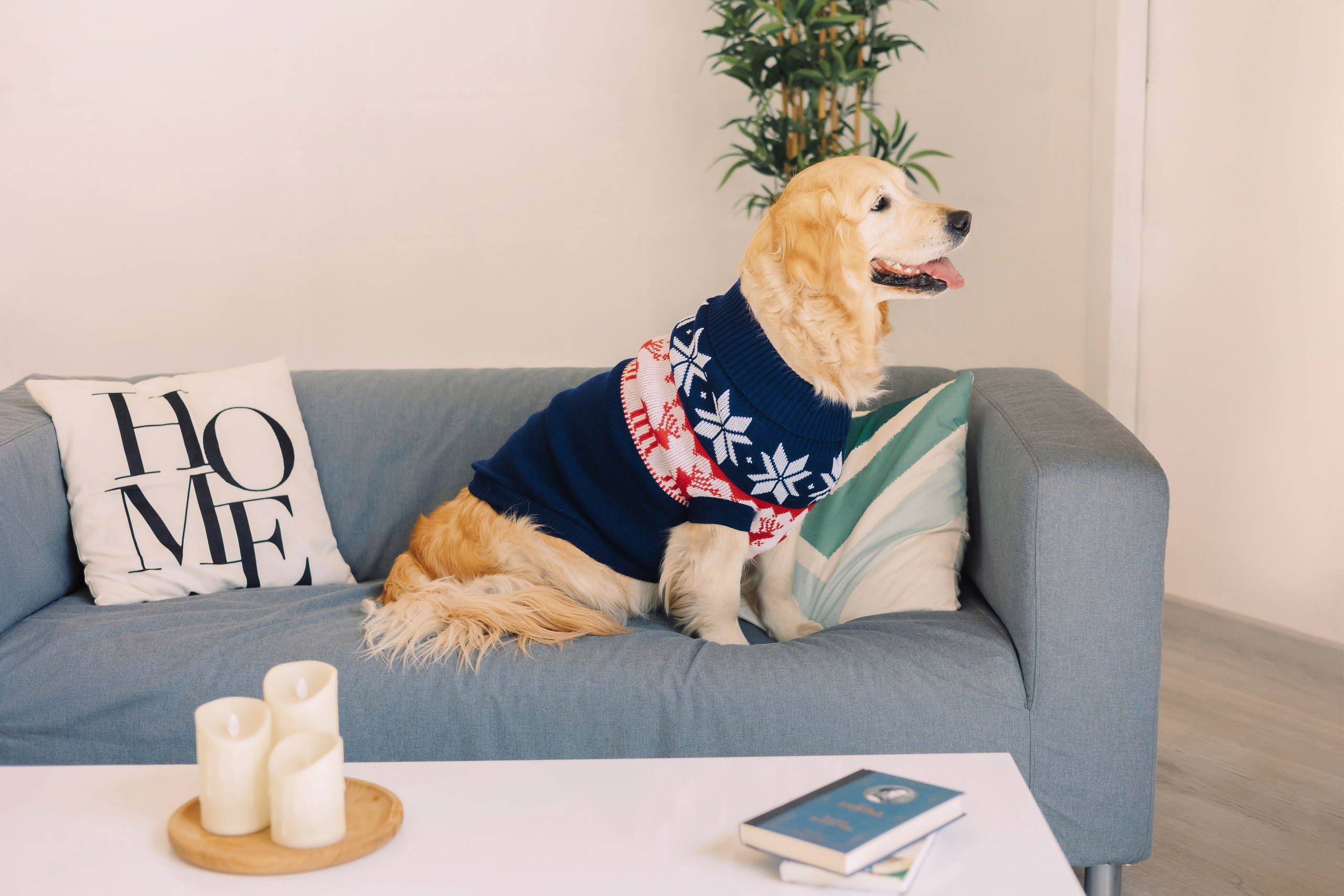 Магазин Friend of mine. Фотограф-анималист Елена Радченко, Москва