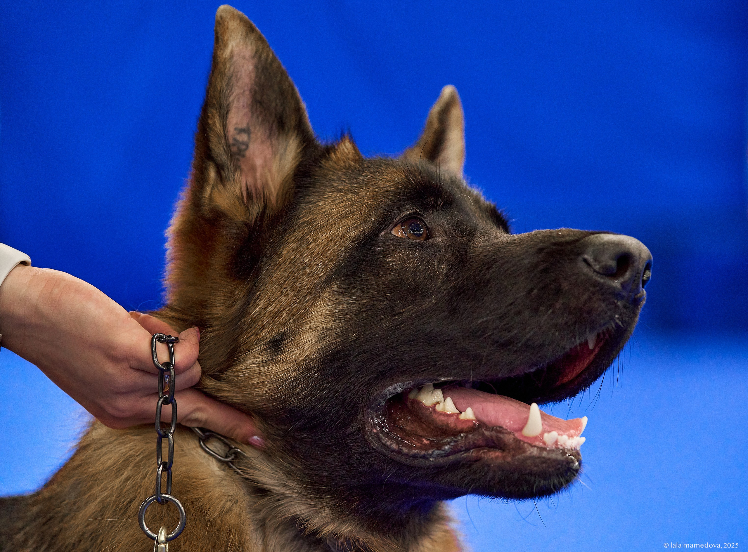 22-23 FEB 2025 | NATIONAL DOG SHOW «BALTIC TRIUMPH-2025»