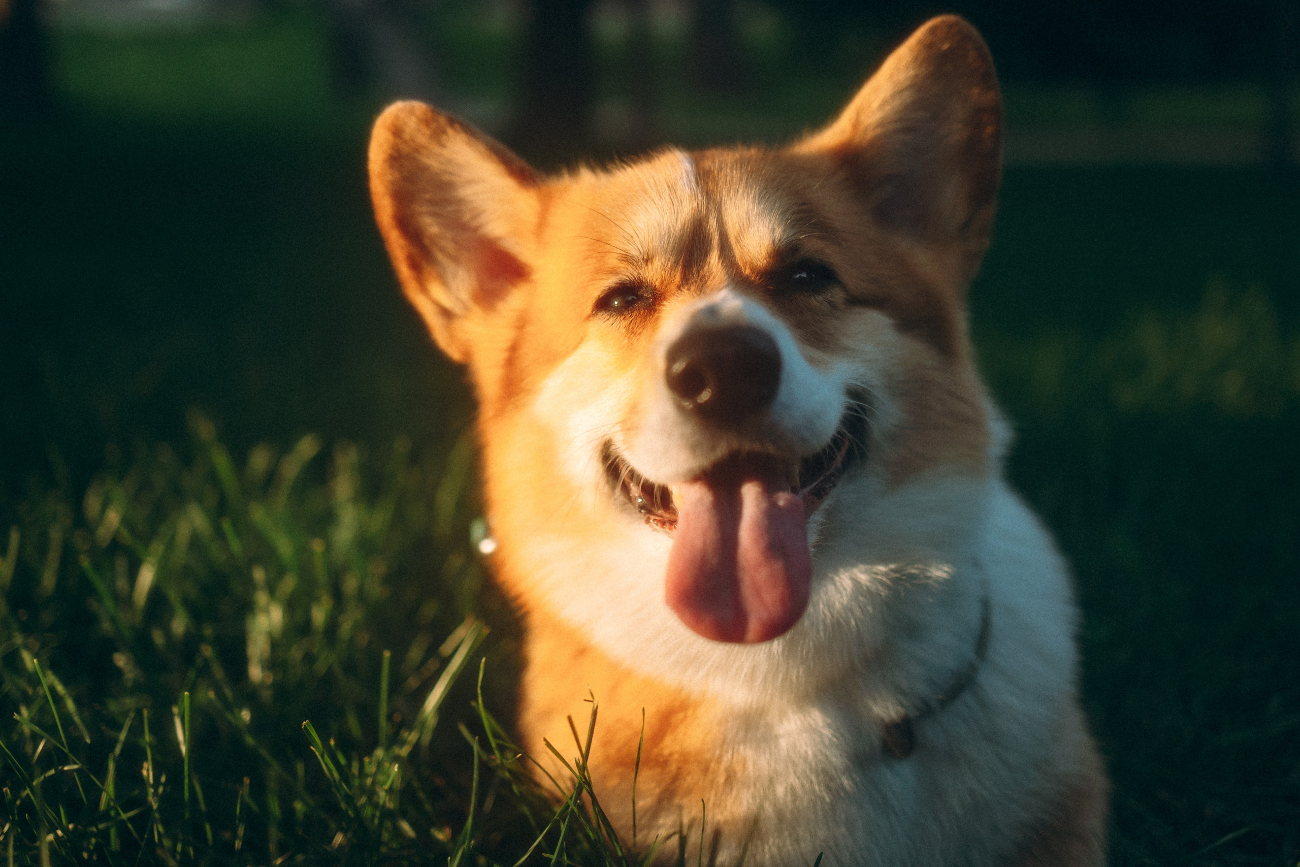 Момо, Люда и Эд. Фотограф анималист Анастасия Пикей