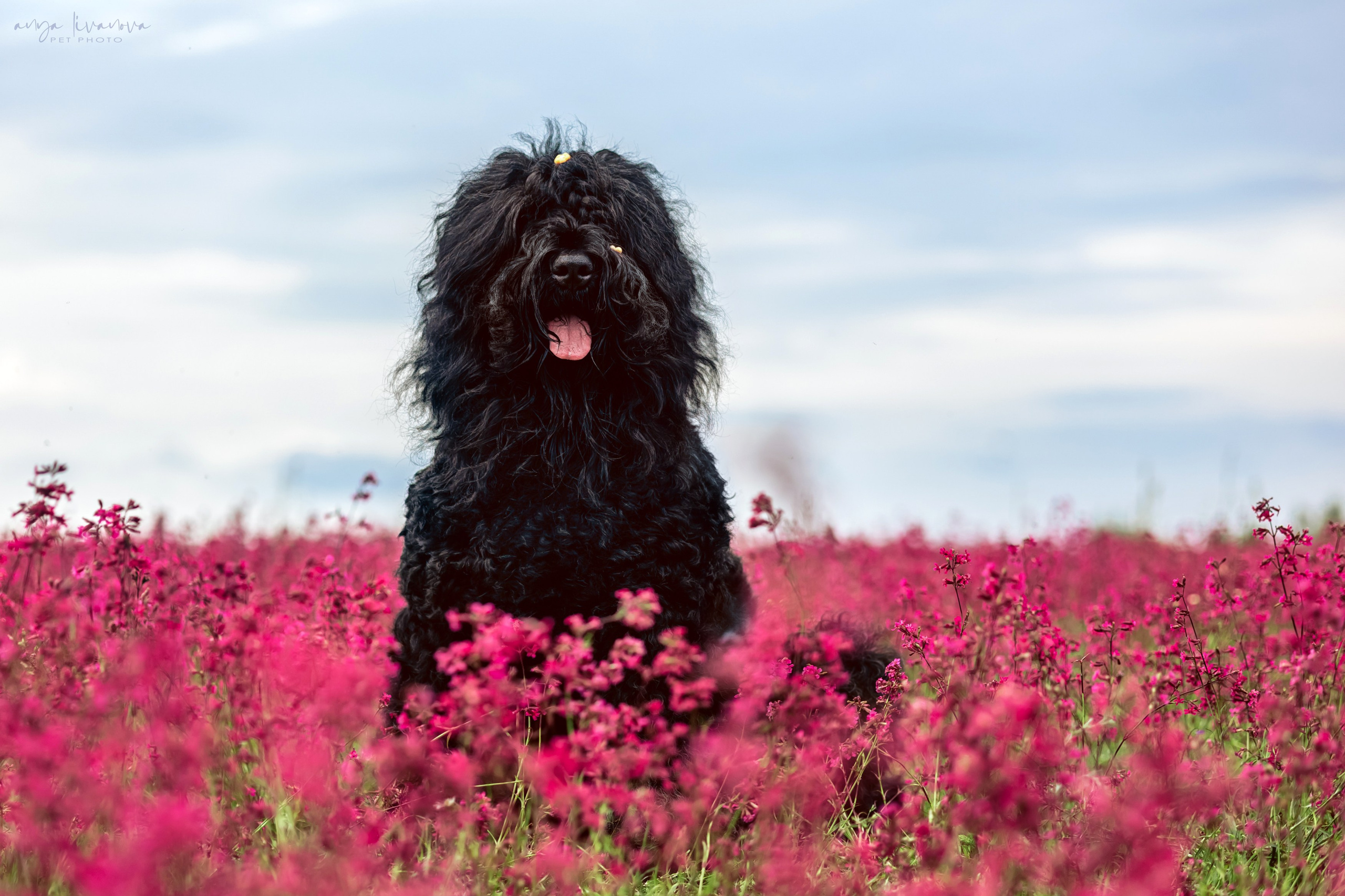 Смолка клейкая. Фотограф анималист Аня Ливанова | Рыбинск