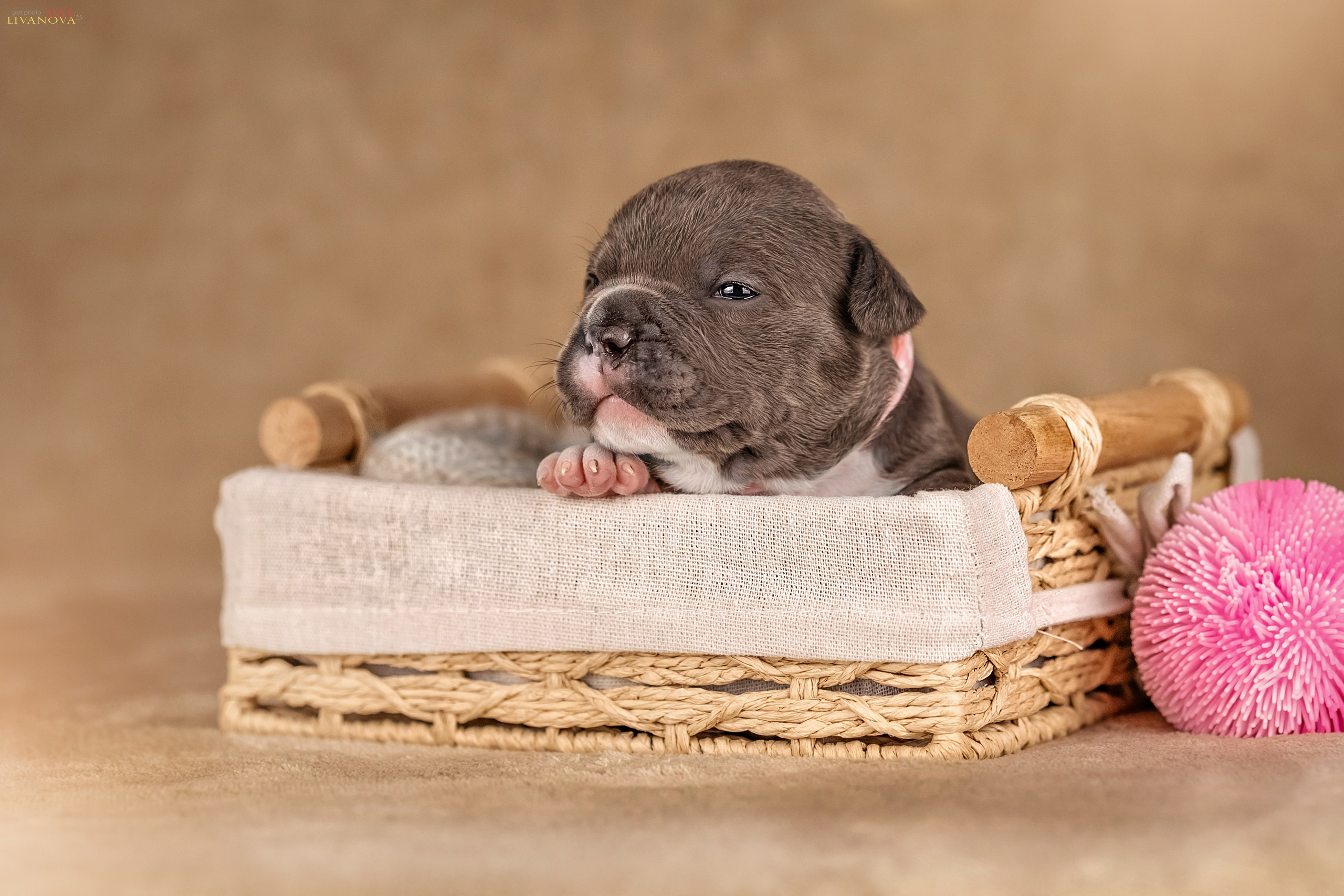 Амбулли. Фотограф анималист Аня Ливанова | Рыбинск