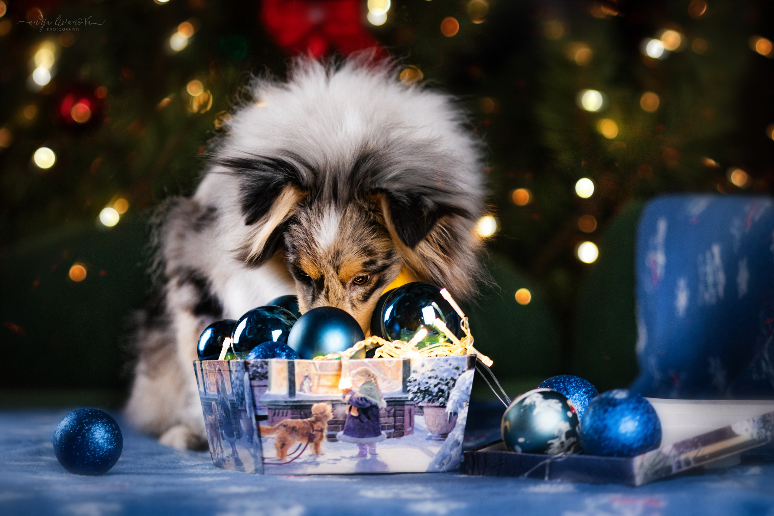 Новогодняя атмосфера в «Simply the Best». Фотограф анималист Аня Ливанова | Рыбинск