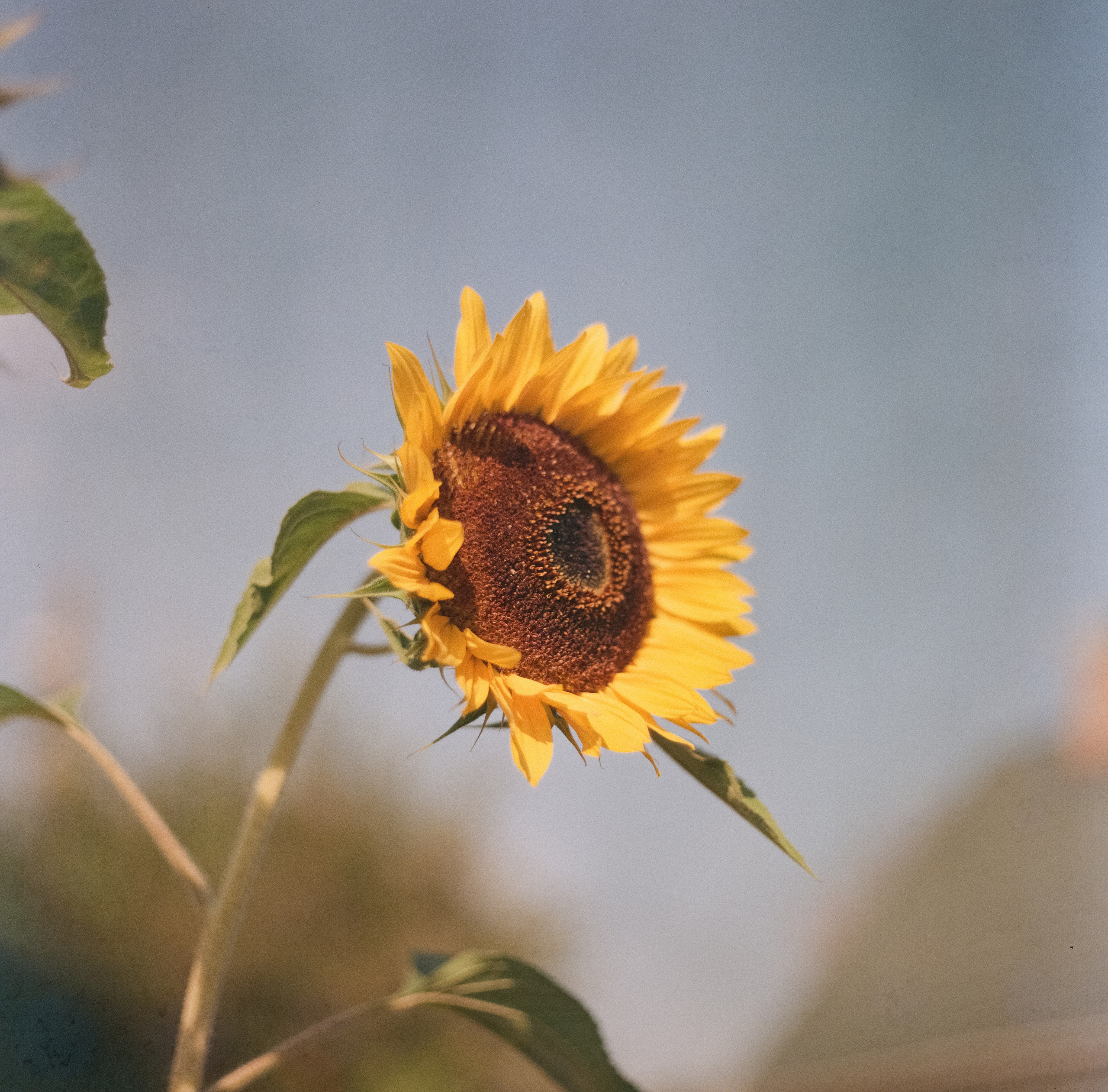 Kowa Six с объективом Kowa 85 mm f/2.8 / Fujicolor Super HR 100