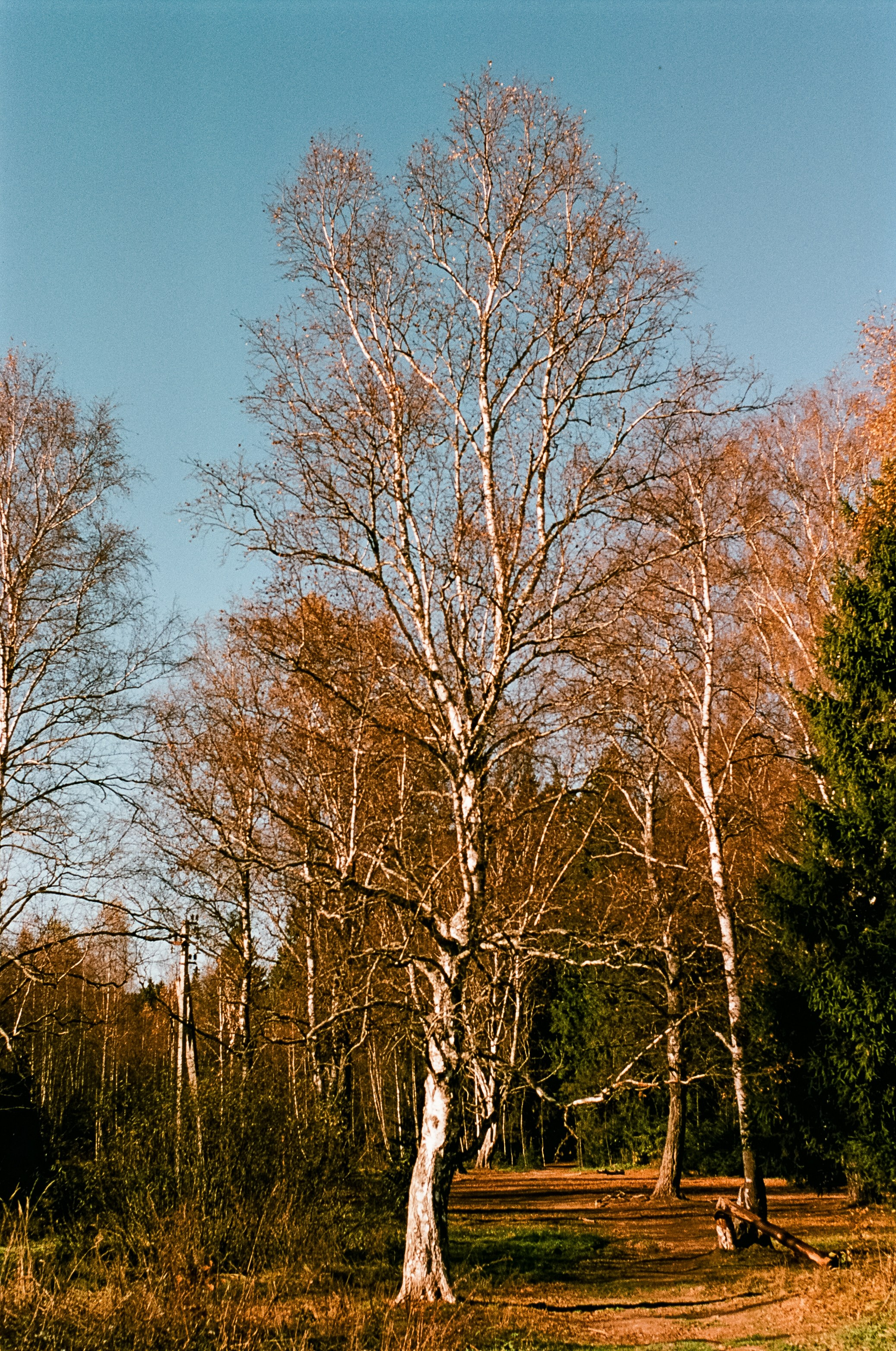 Nikon F100 — Mamiya (645) Sekor C 45 mm f2.8 и Macro 80 mm f/4