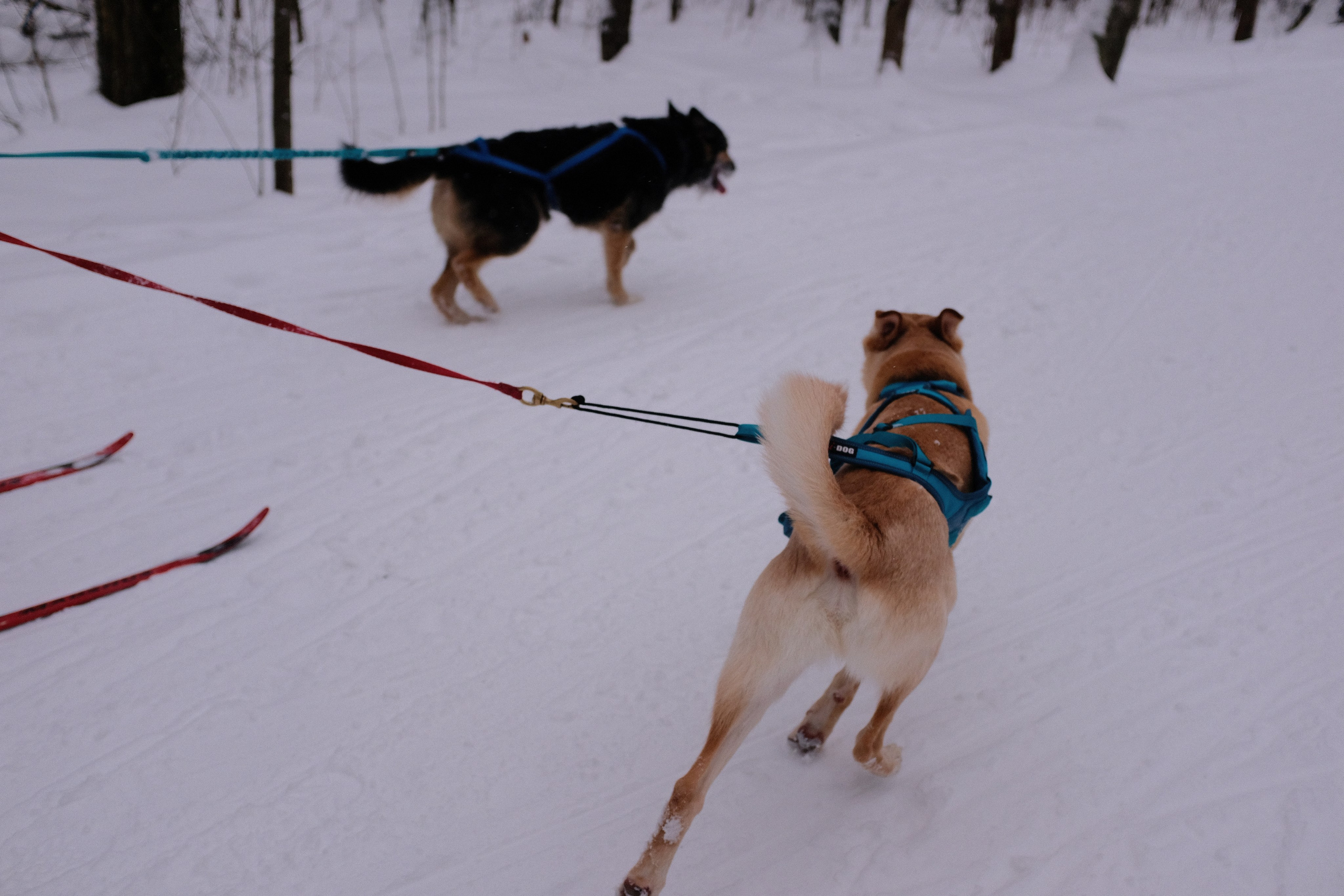 Рик, Листик и их Катя. Дмитрий Бречалов