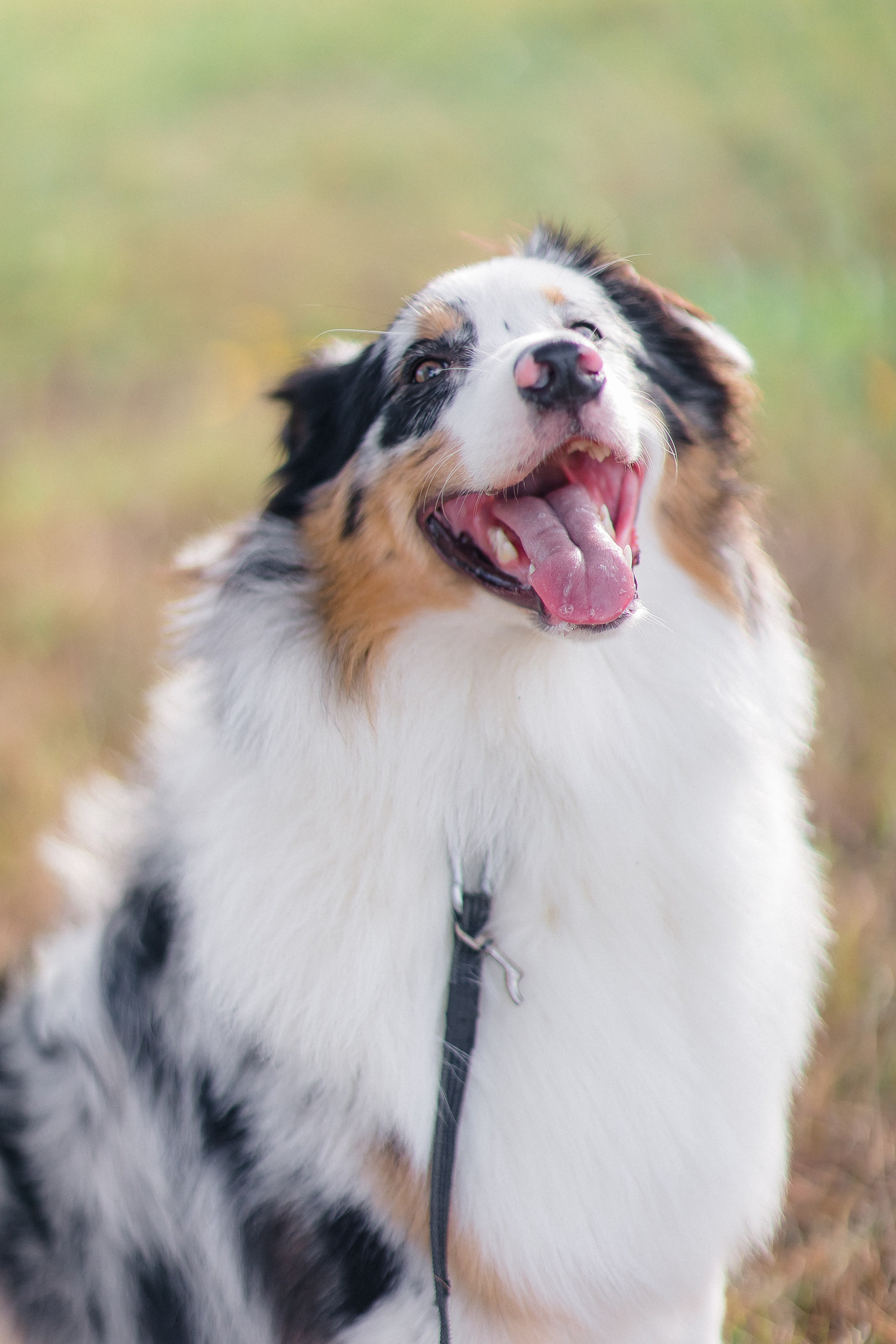 Аусси Дэймон. Свадебный и женский фотограф
