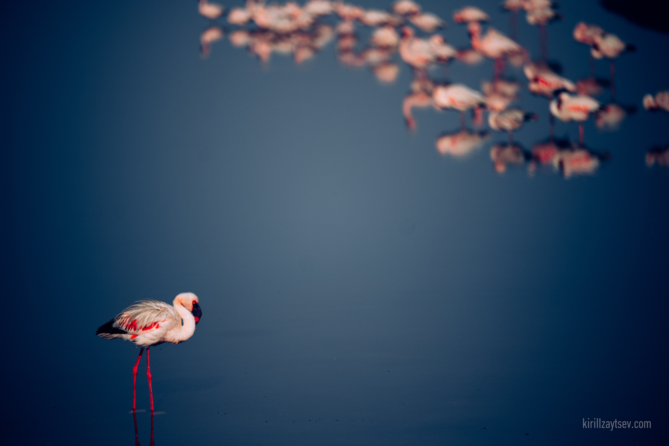 Жизнь. Профессиональный фотограф Кирилл Зайцев