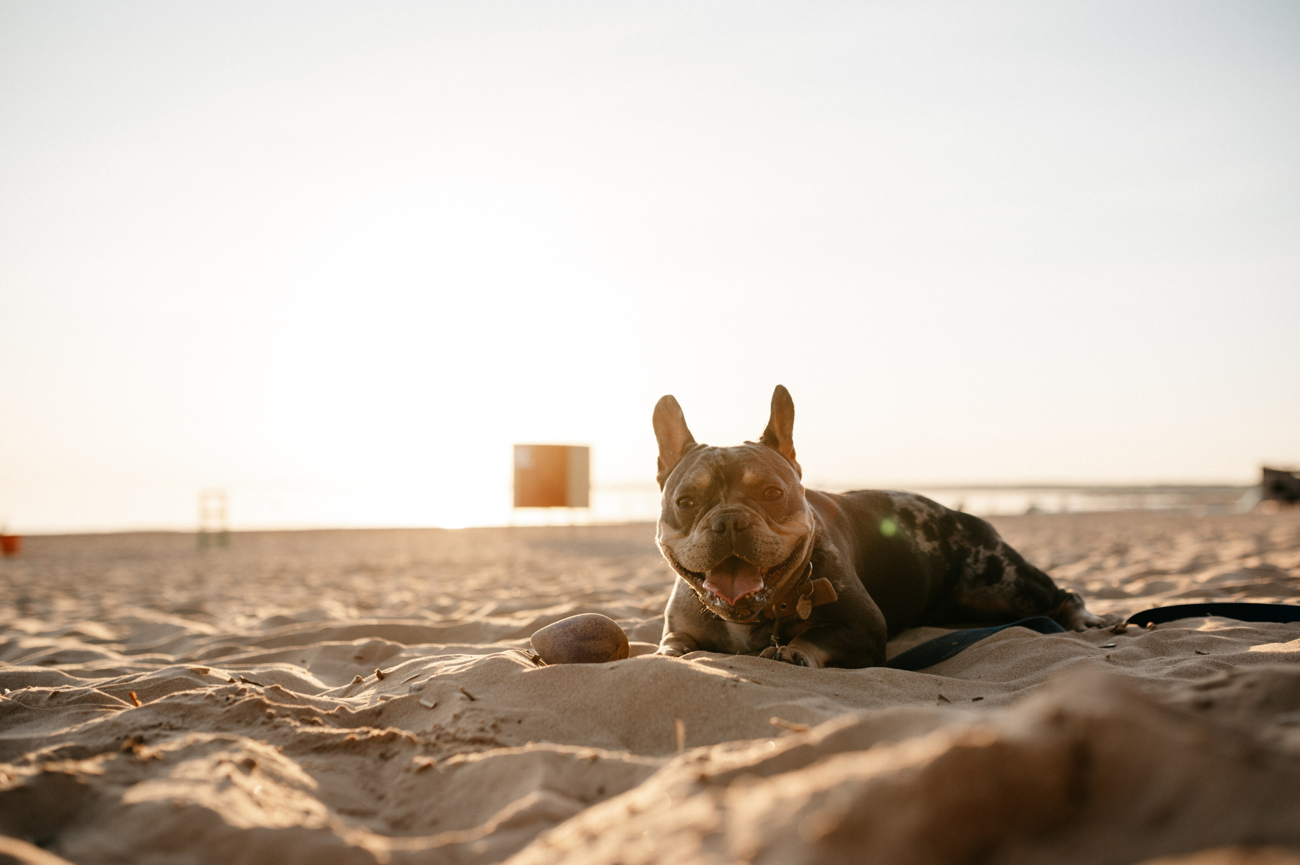 Коля и Бакс. Фотограф анималист в Москве Ольга Агушева