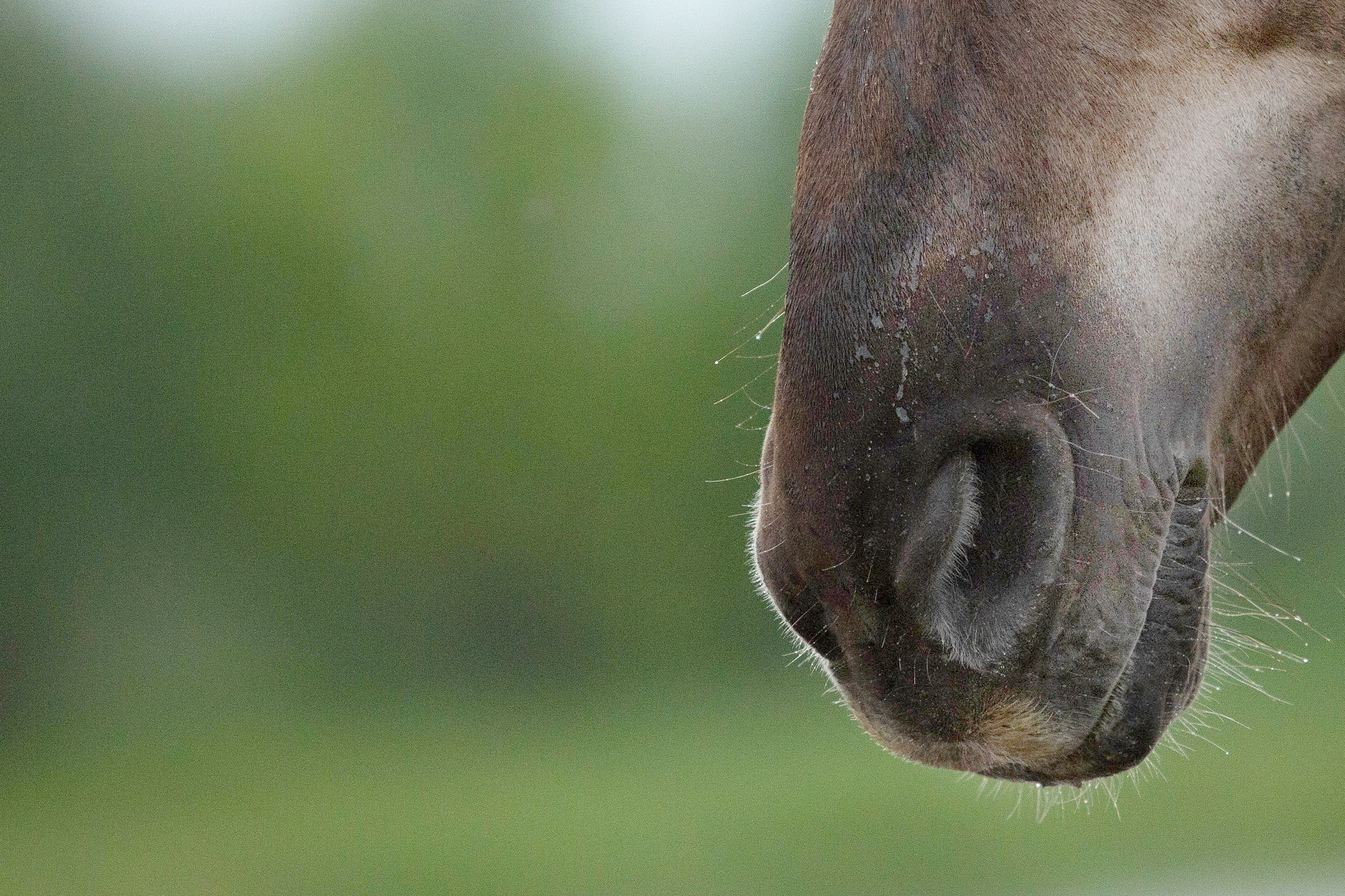 Лошади. Фотограф-анималист Юлия Удовенко
