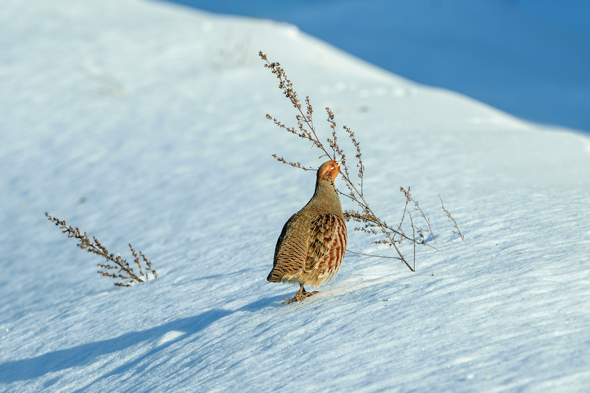 Удивительные мир птиц. Вокруг нас столько прекрасного — присмотритесь!. Ваш личный фотограф Марина Волкова