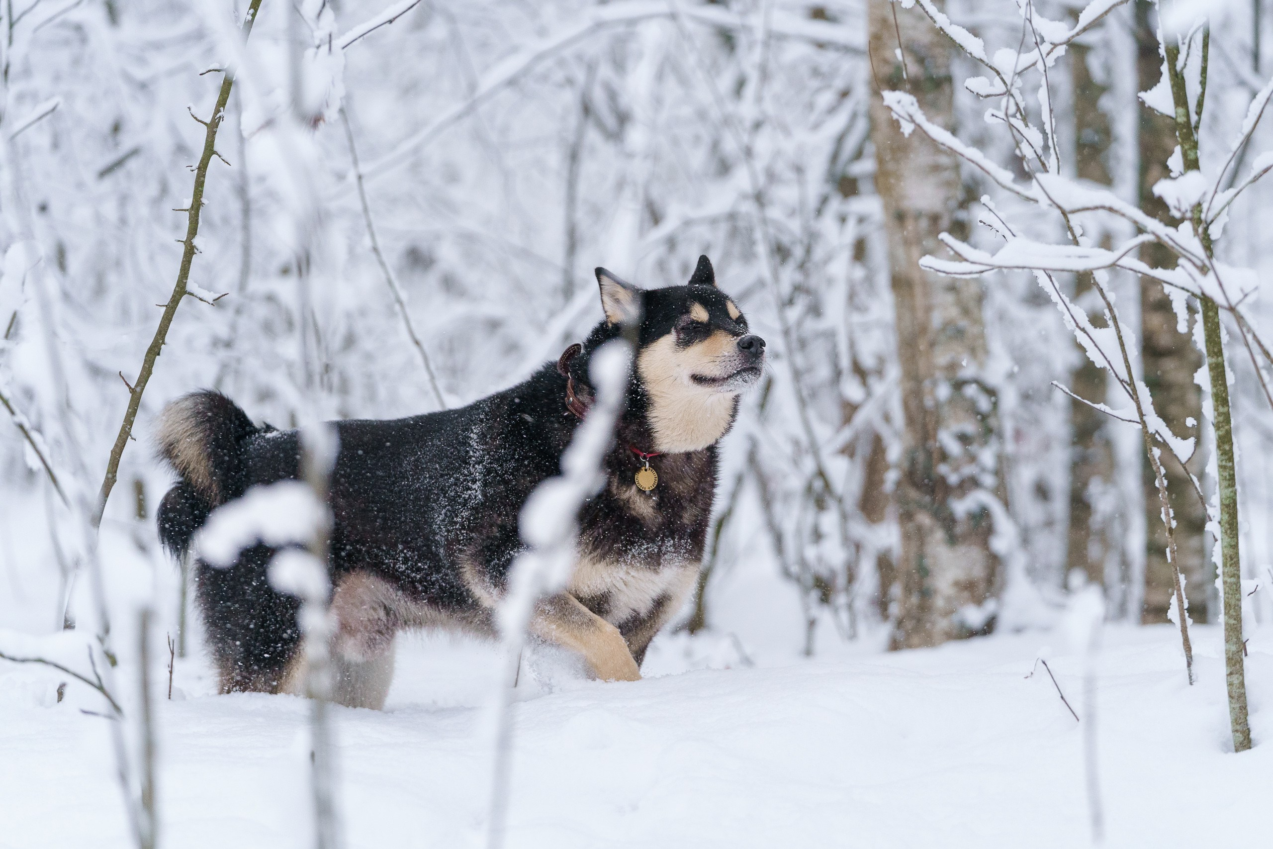 Собака гуляет в заснеженном лесу