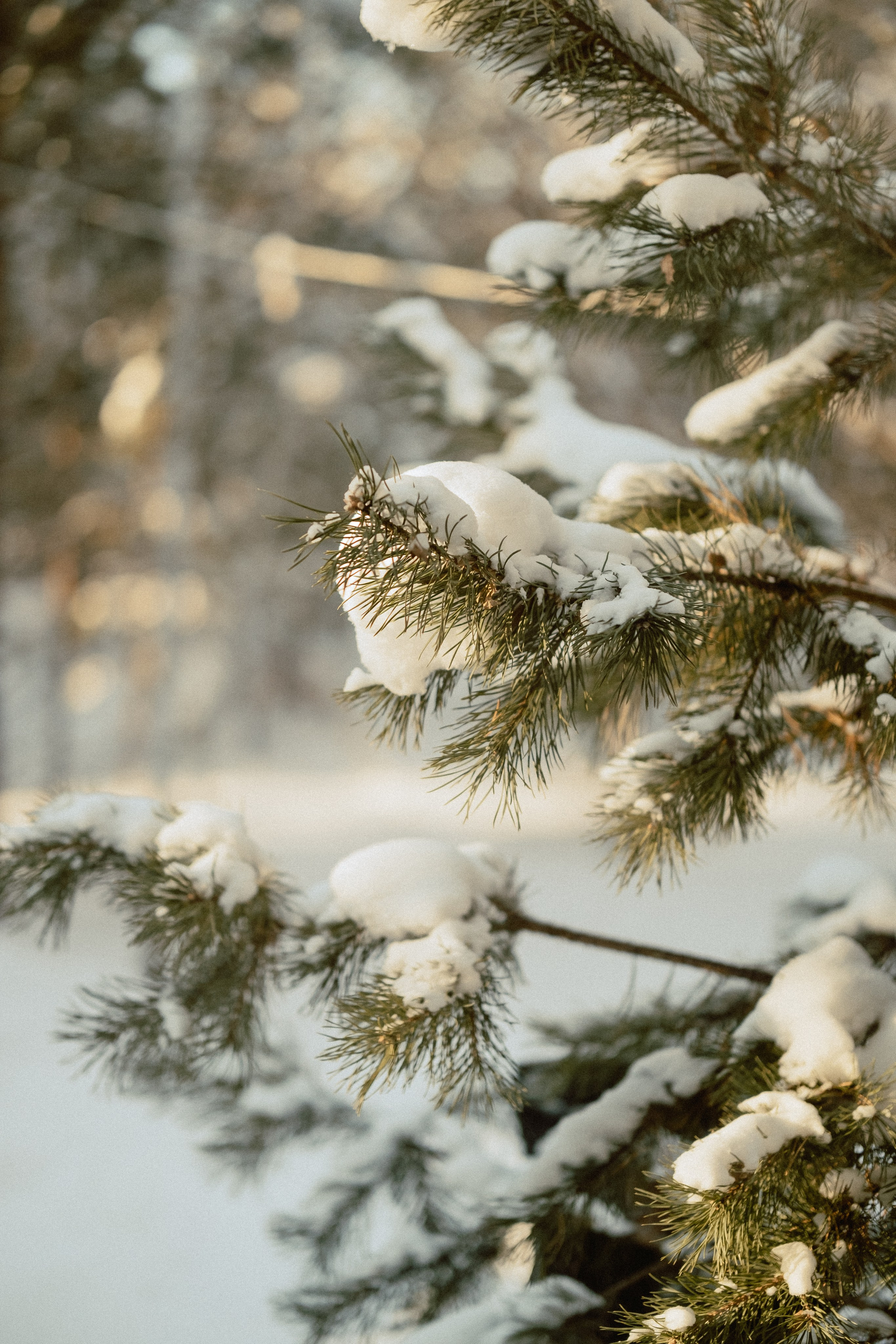 Обо мне. Anastasia N | Фотограф Челябинск