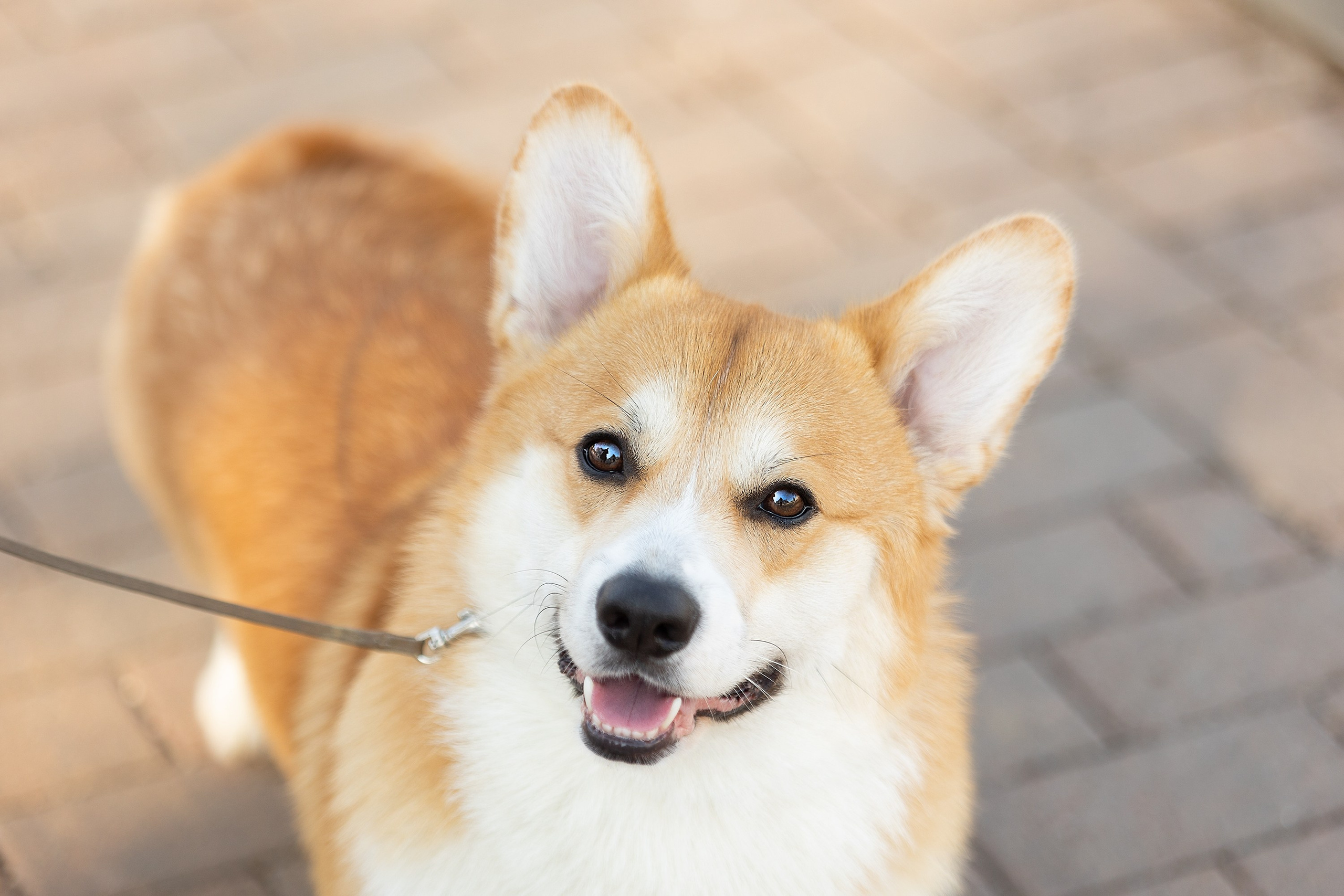 Экстерьерные фотосессии. Фотограф. Фотограф-анималист. Москва
