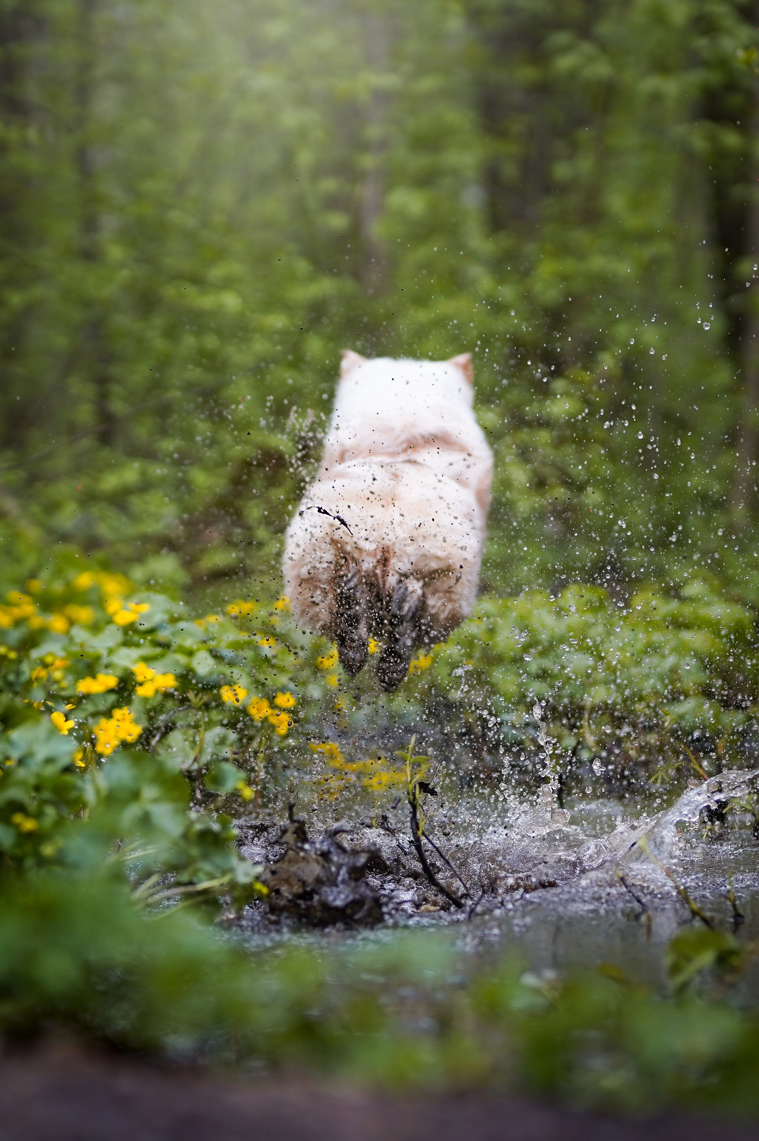 Рокки и Гермиона. Фотограф-анималист в Санкт-Петербурге Яна Мартынова