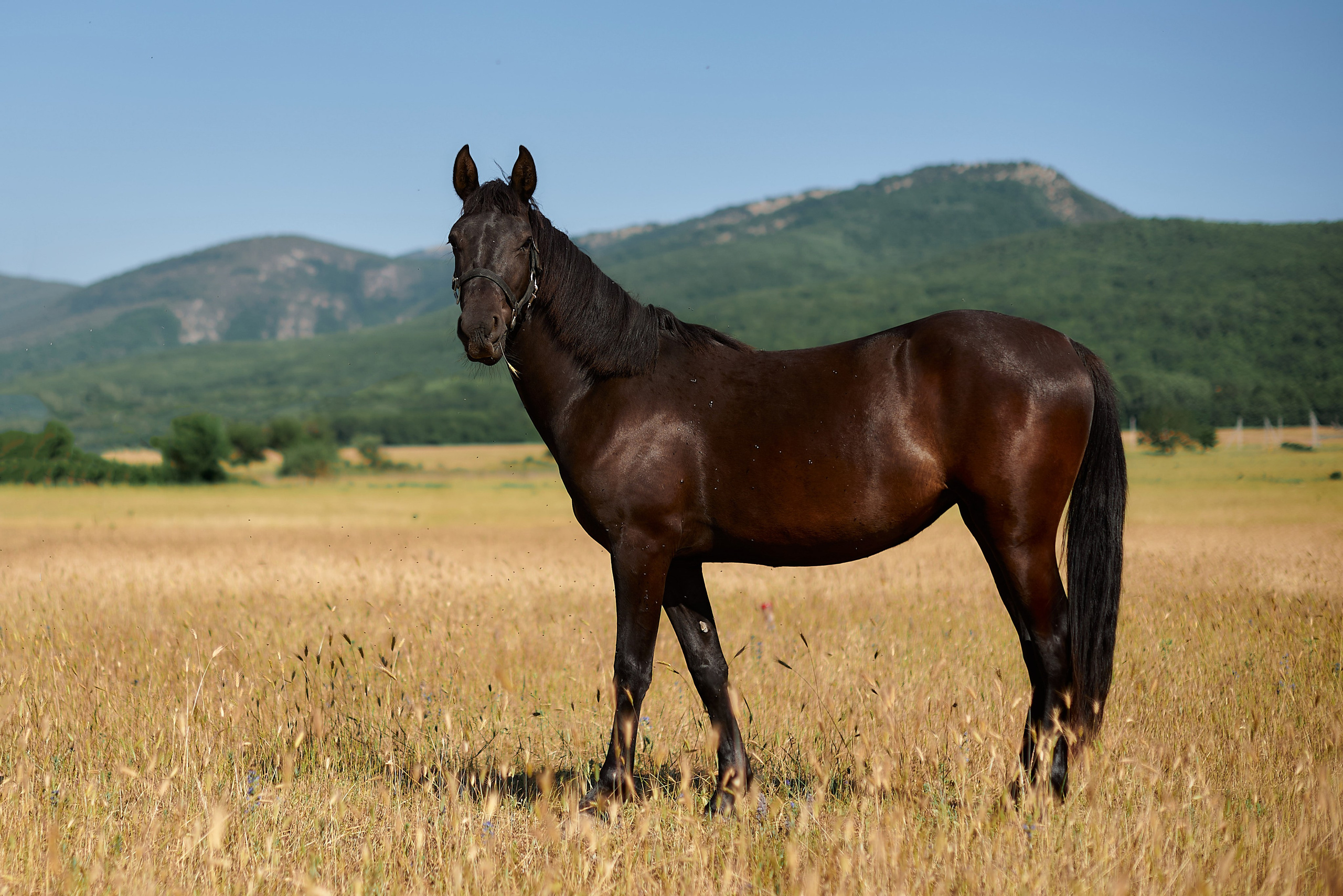 Изя. Фотограф в Севастополе