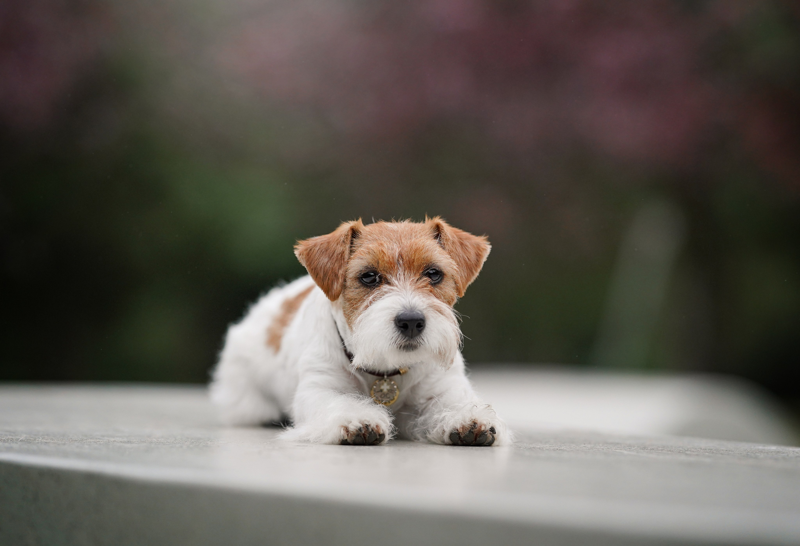 Люба и Тося. Фотограф-анималист в Санкт-Петербурге Яна Мартынова
