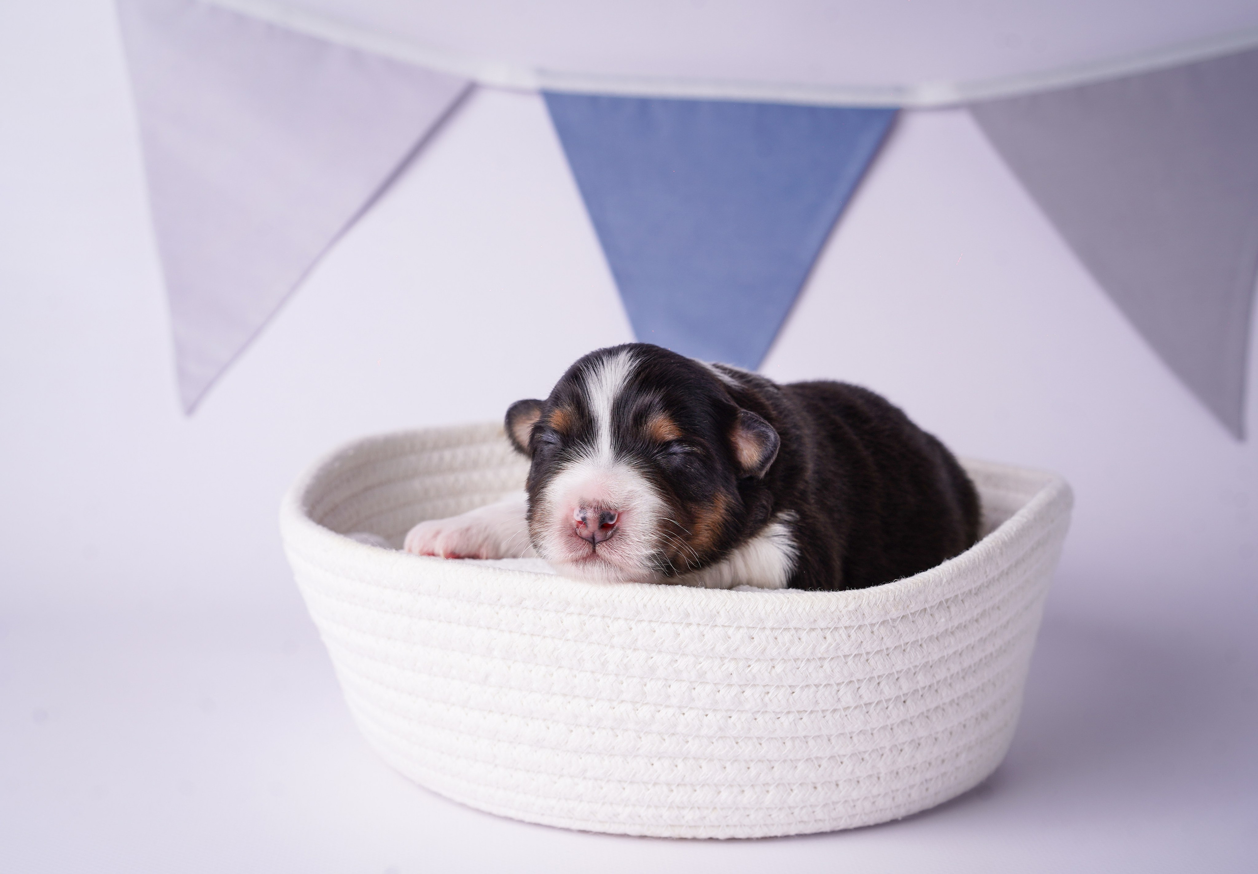 Щенки австралийской овчарки. Фотограф-анималист в Санкт-Петербурге Яна Мартынова