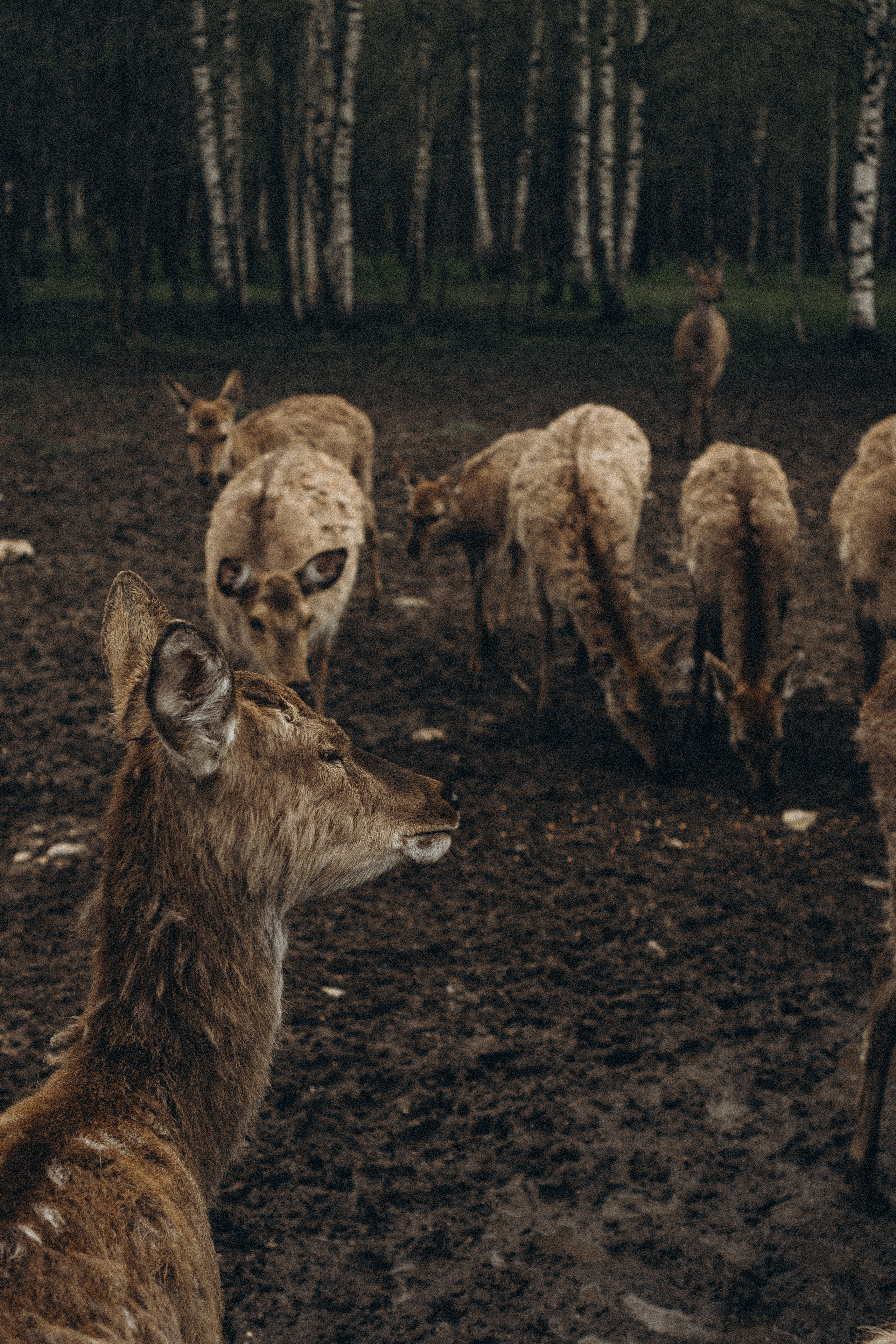 ОЛЕНЬЯ ФЕРМА В ТВЕРИ. Профессиональный фотограф, Санкт-Петербург — Виктория Богомолова