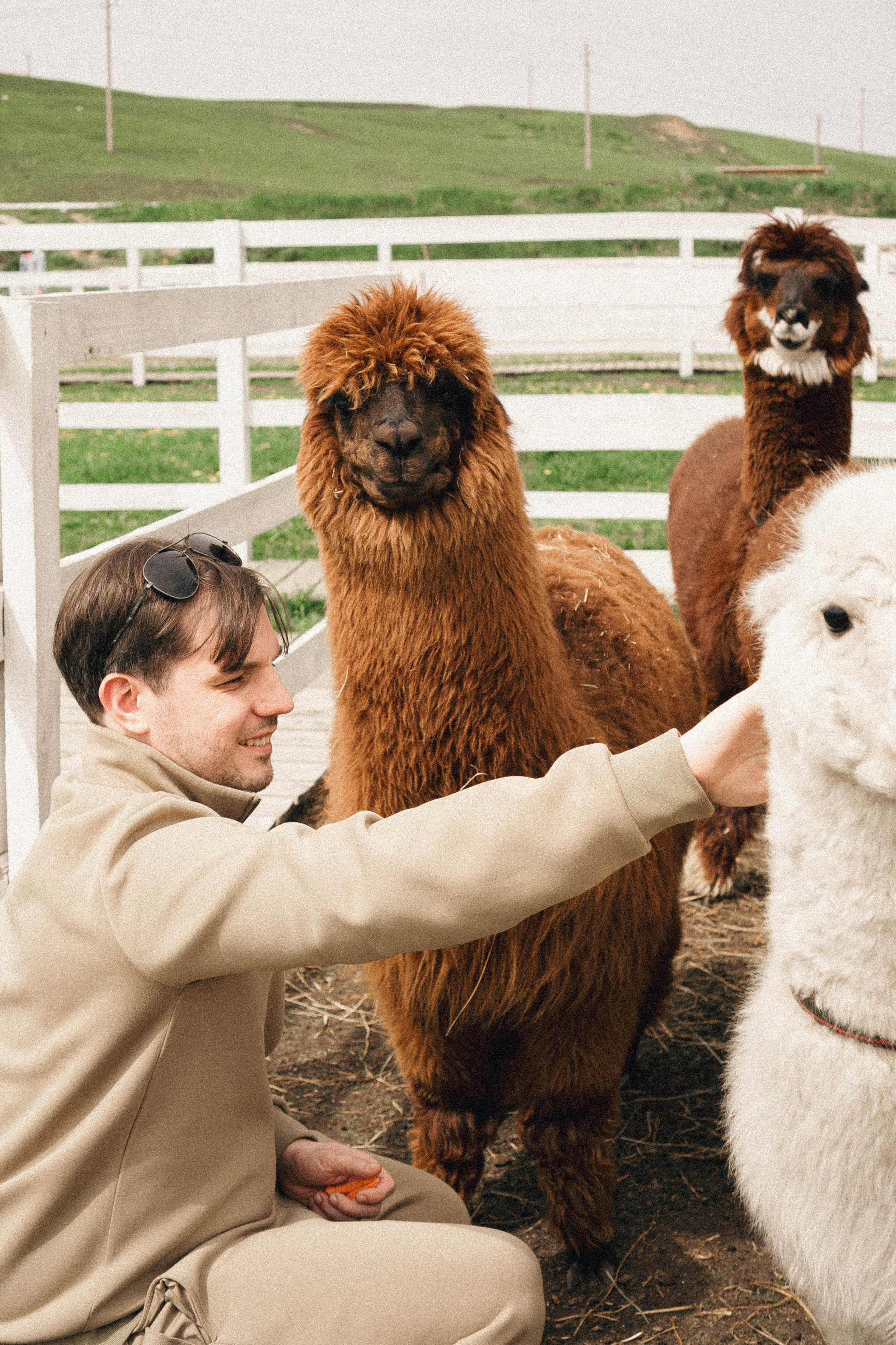 Ферма Альпак. Профессиональный фотограф, Санкт-Петербург — Виктория Богомолова