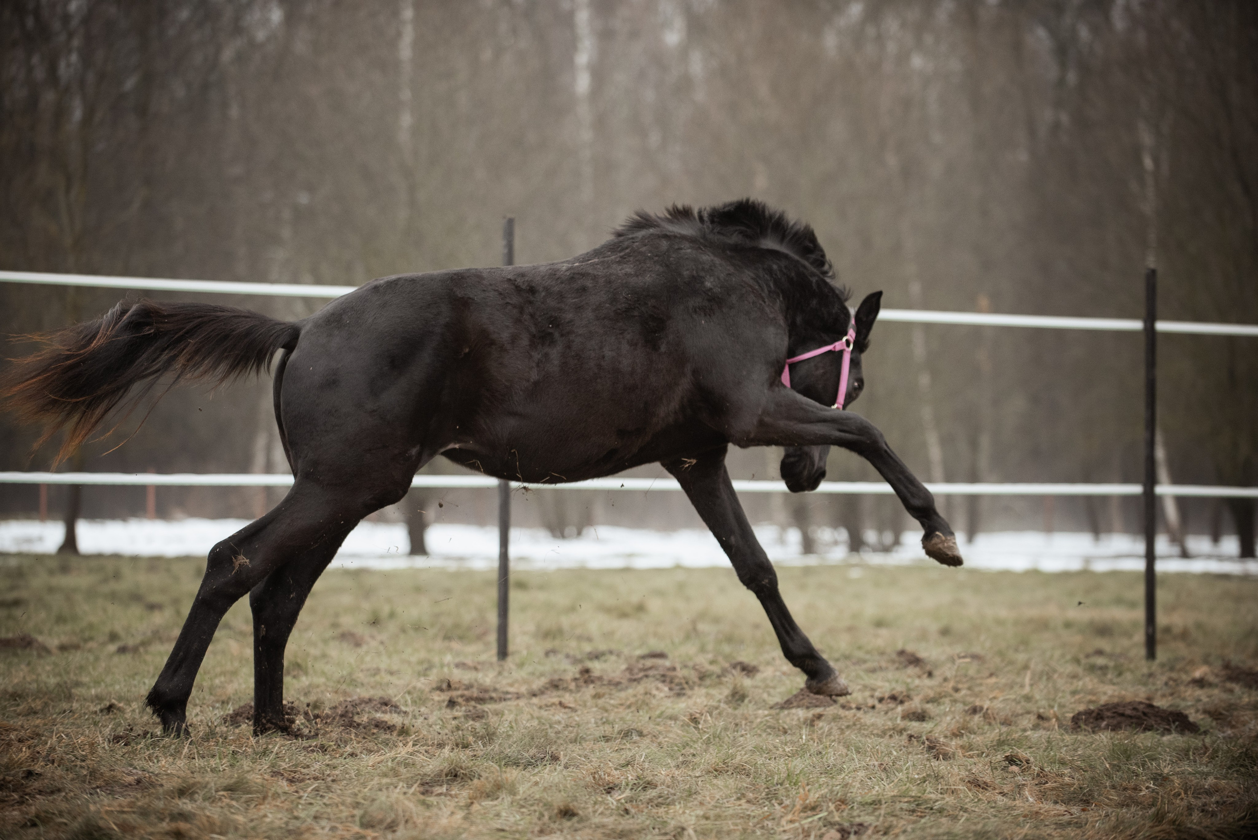 Мелкаши ЮНА. Куракина Дарья • Конный фотограф
