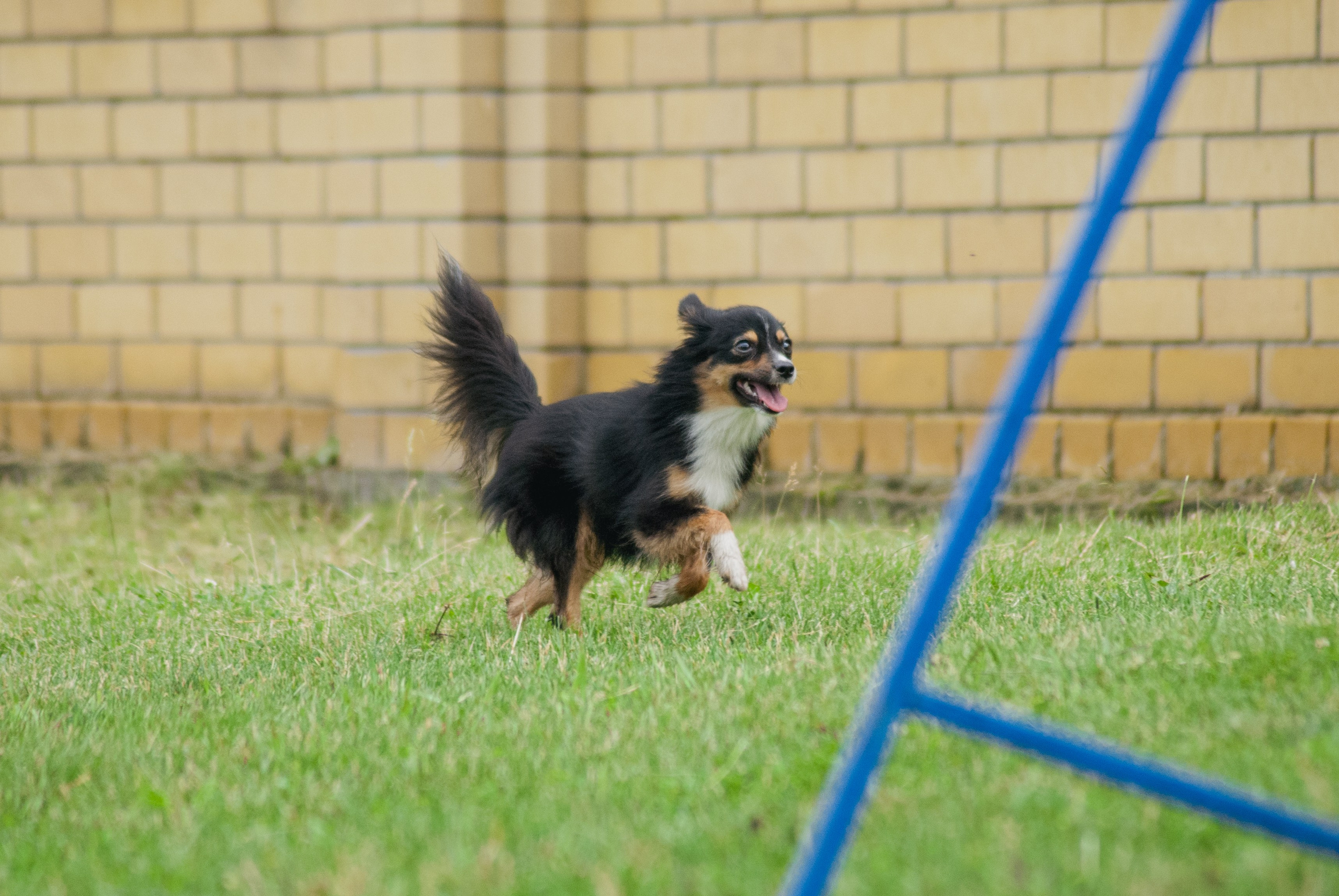 Аджилити. Фотограф в Тюмени Лизавета Сапицкая