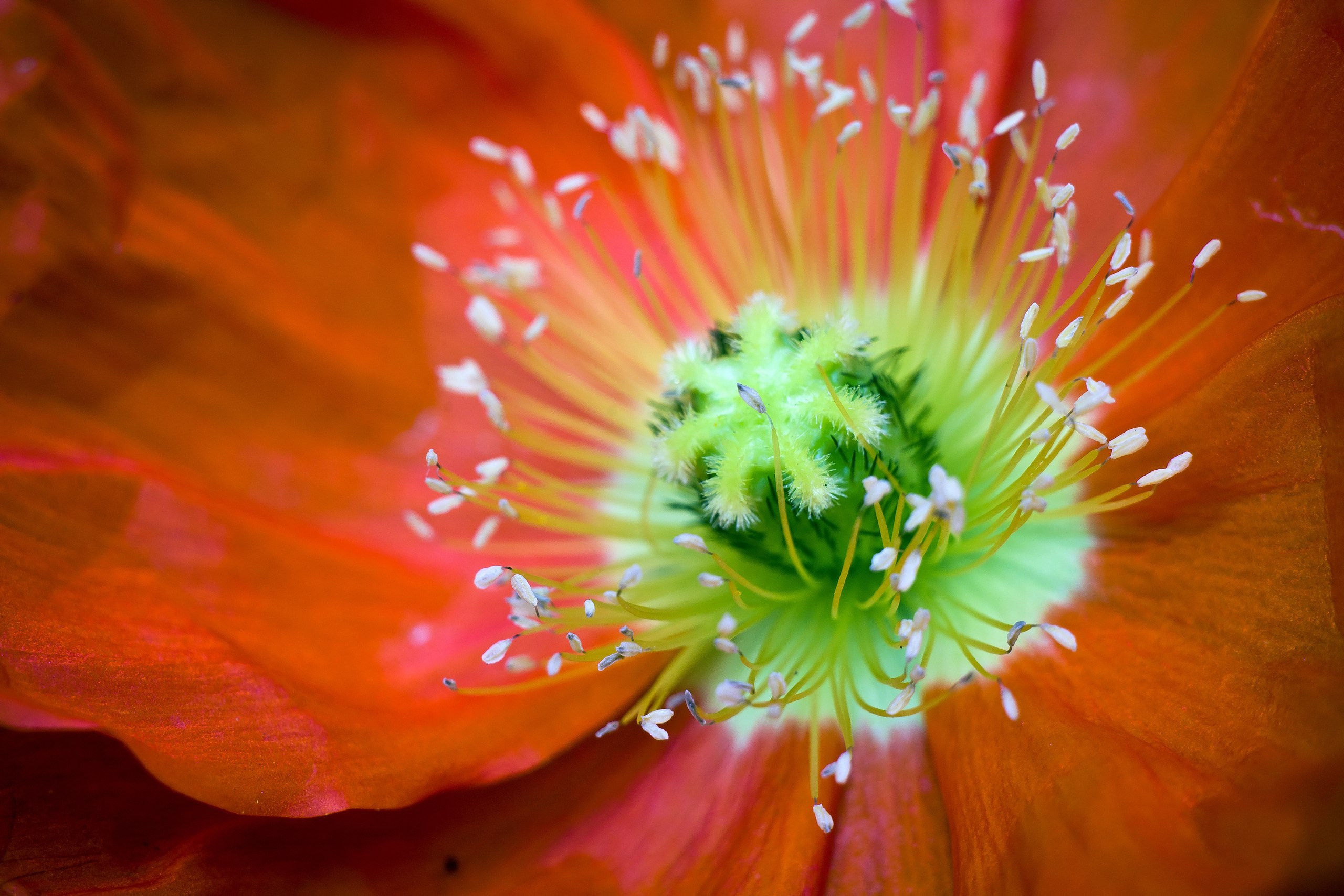 ФЕСС-ФОТО/ВИДЕО