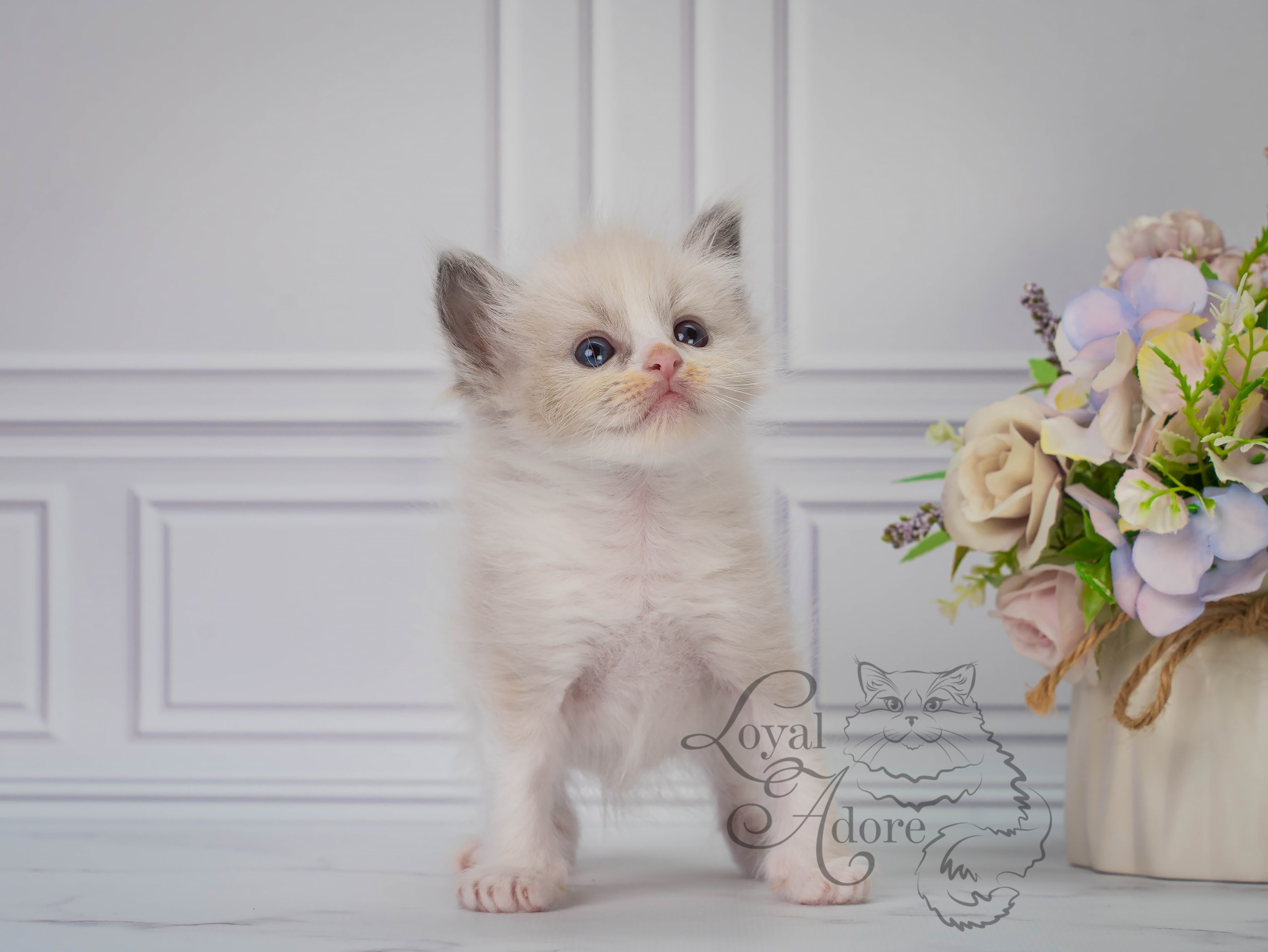 Все свободные котята. Питомник рэгдолл Loyal Adore