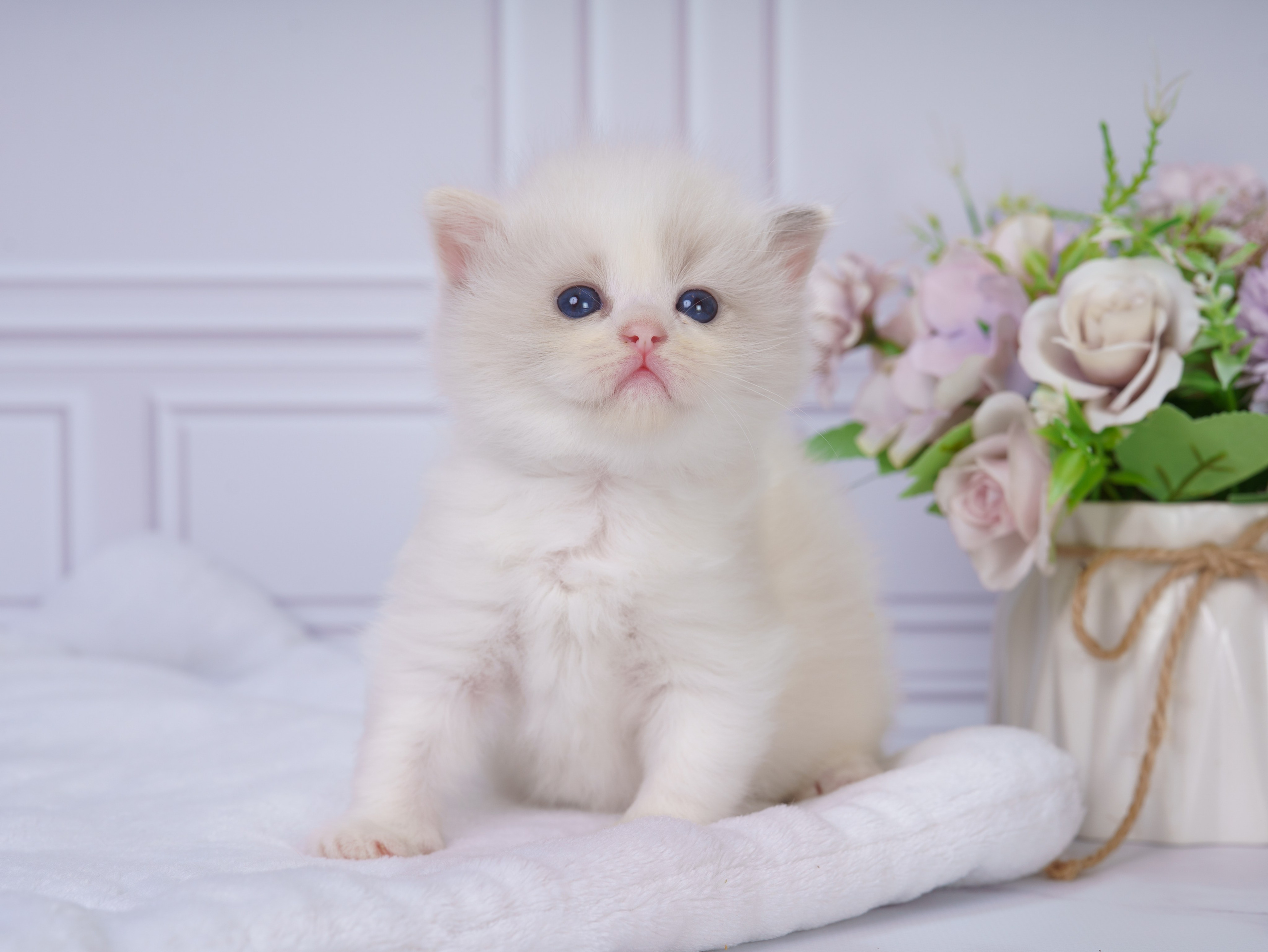 Котята рэгдолл от Loyal Adore. Питомник рэгдолл Loyal Adore