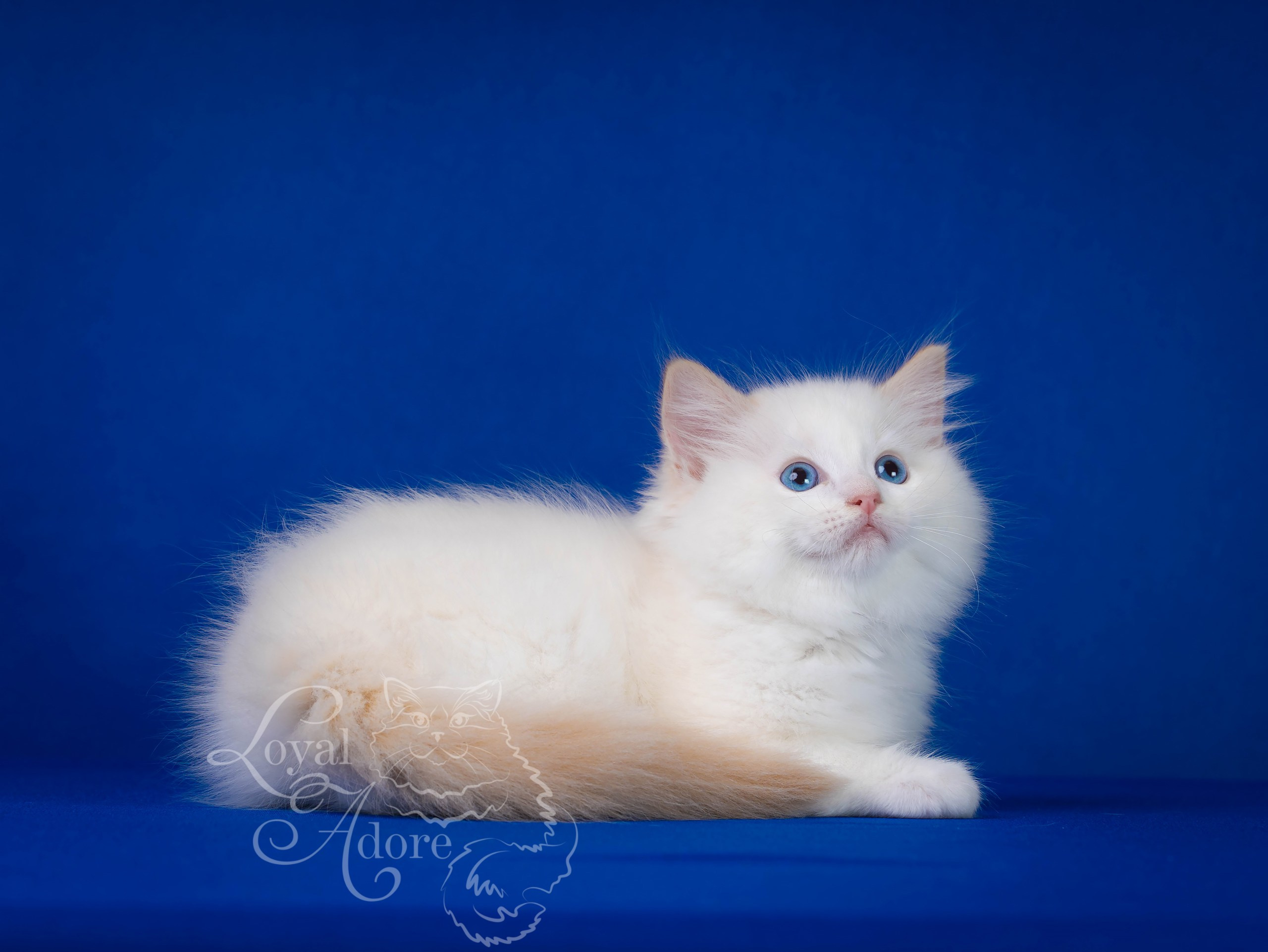 Котята рэгдолл от Loyal Adore. Питомник рэгдолл Loyal Adore