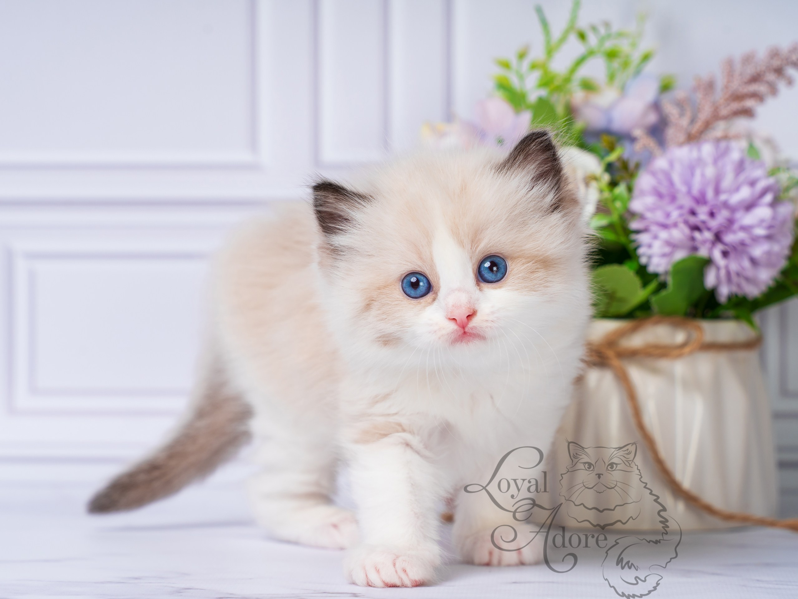 Котята рэгдолл от Loyal Adore. Питомник рэгдолл Loyal Adore