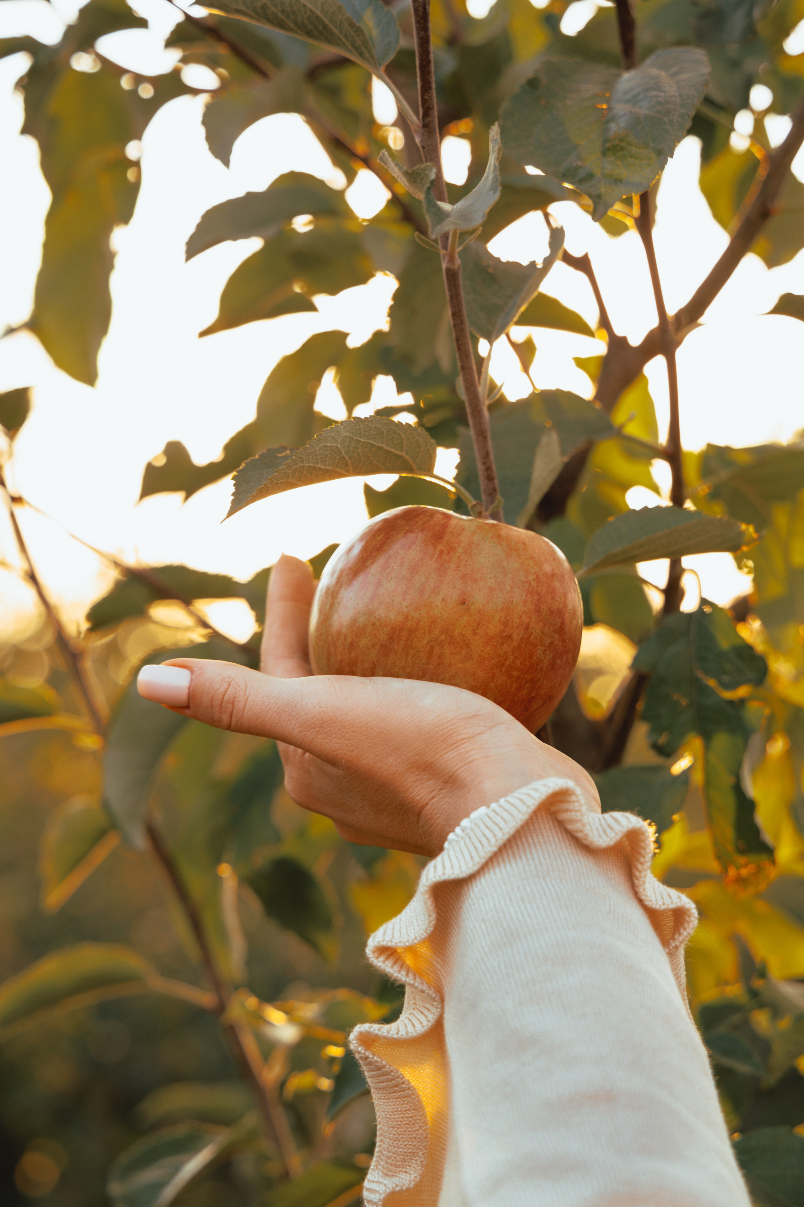 Domik в саду. Артем Корнев Фотограф