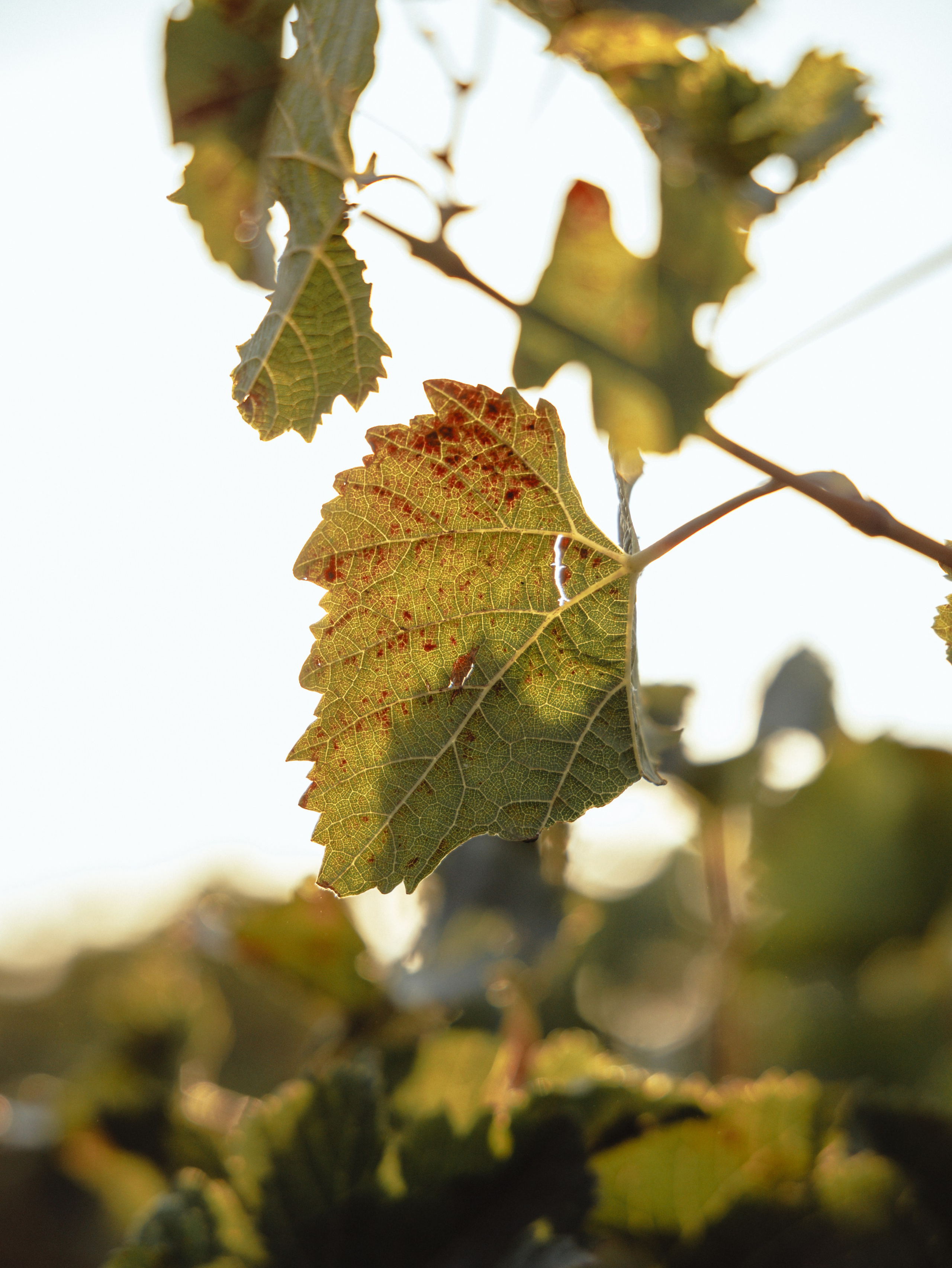 Domik в саду. Артем Корнев Фотограф