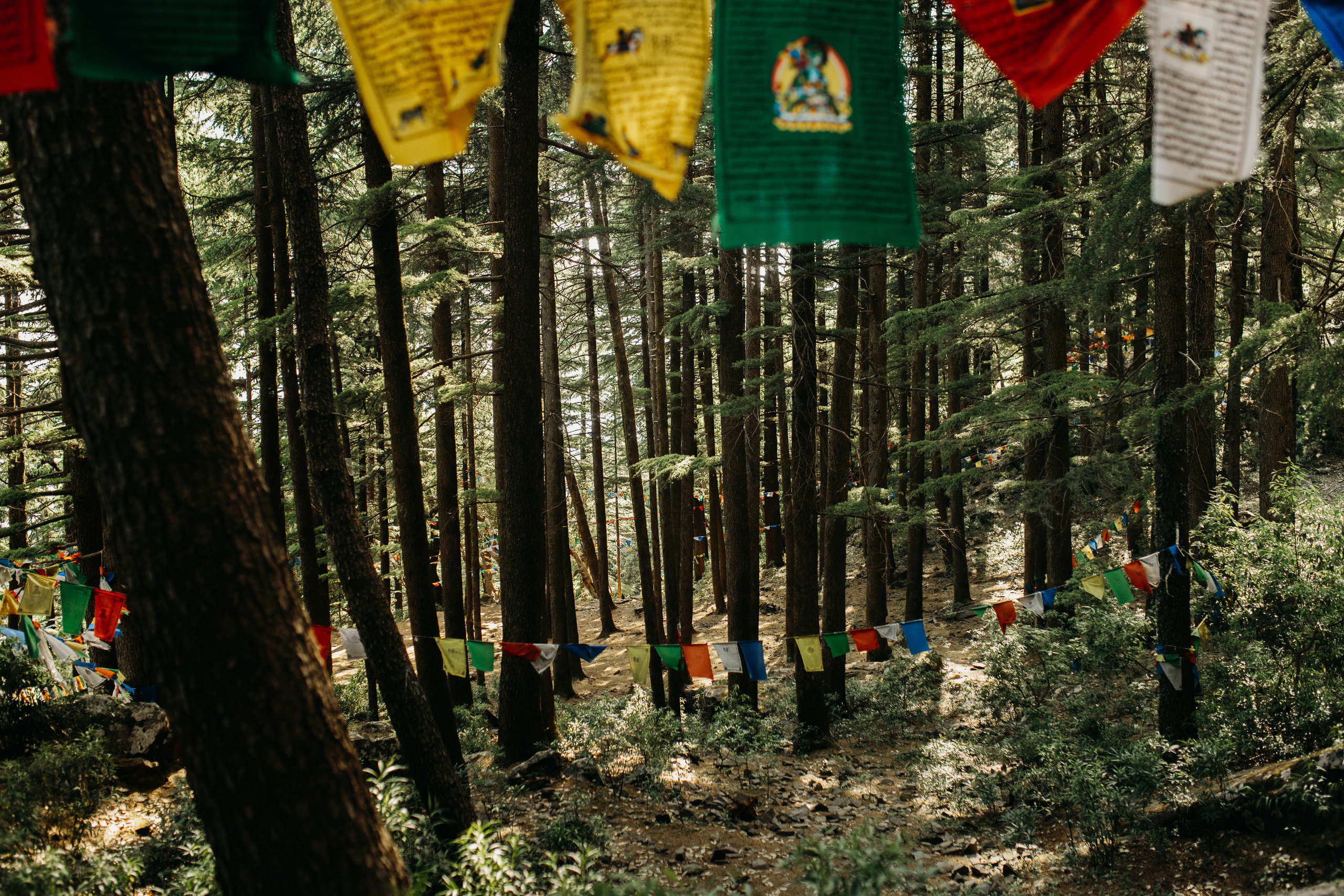 Прогулка к тибетским флагам с командой «Путь сердца» в Гималаях. Фотограф Ольхон/ Индия, Регина