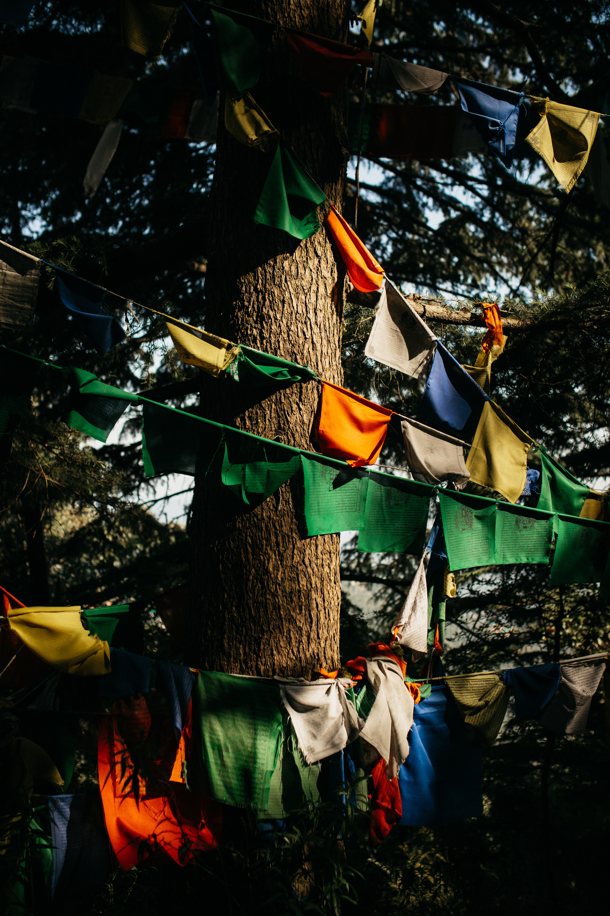 Прогулка к тибетским флагам с командой «Путь сердца» в Гималаях. Фотограф Ольхон/ Индия, Регина