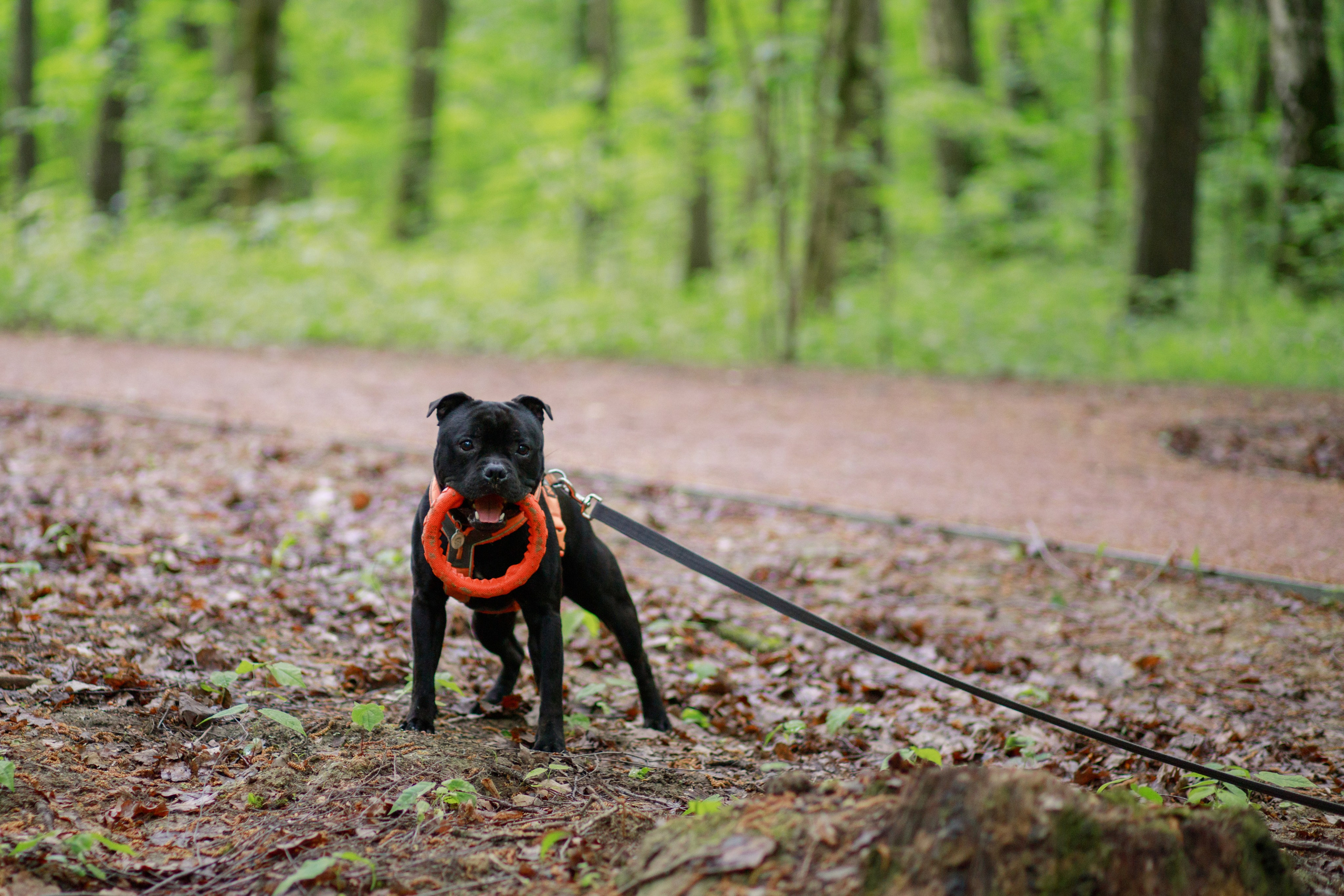 Фотопрогулка большой семьи с двумя собаками летом. Семейный и школьный фотограф в Москве Анна Ткач