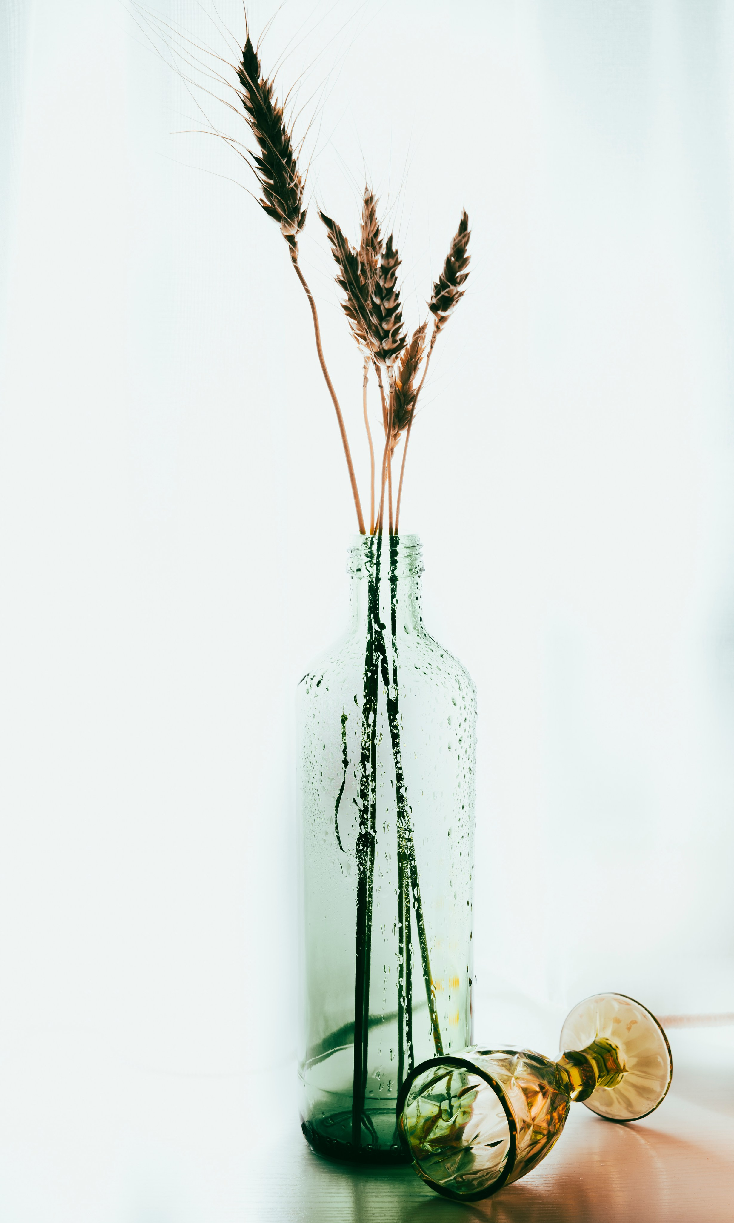 Натюрморты. Фотограф и оператор в Москве Елизавета Коргалидзе