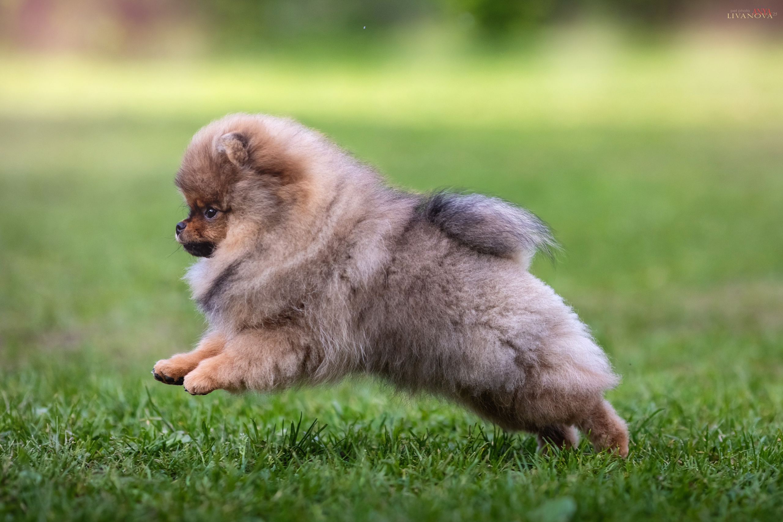 Шпицы. Фотограф анималист Аня Ливанова | Рыбинск
