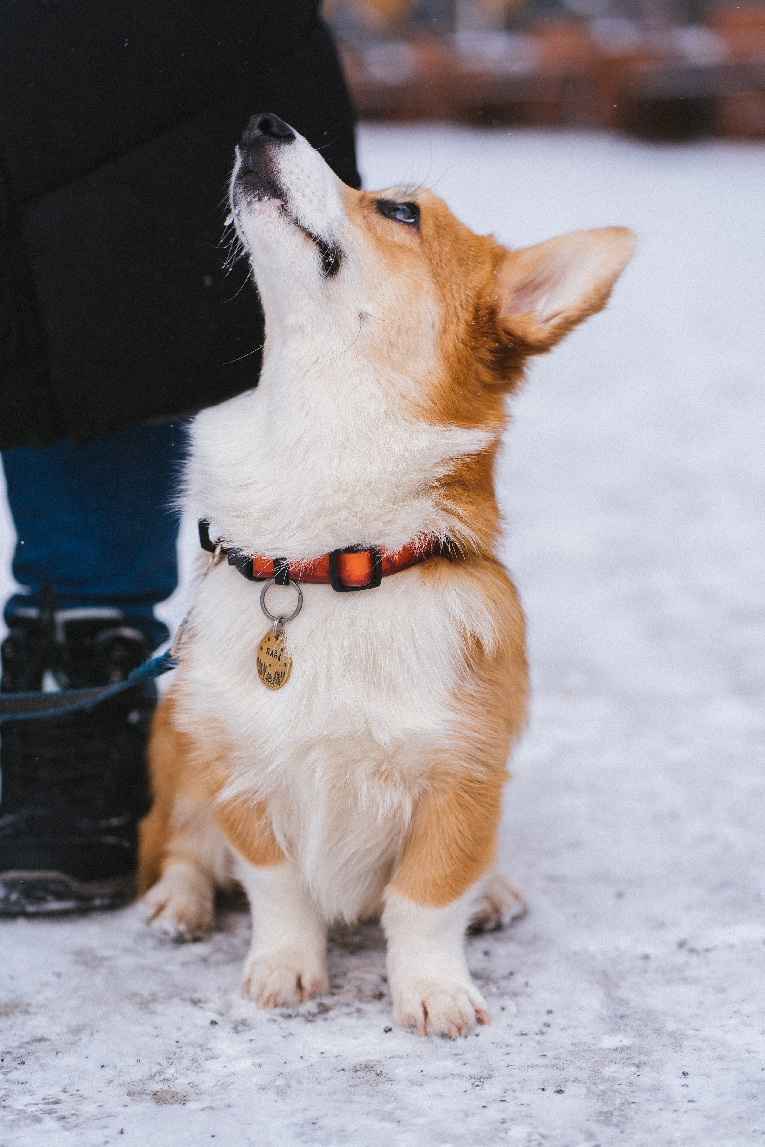 Агата и Лайк. Свадебный фотограф в Москве Анна Полушина