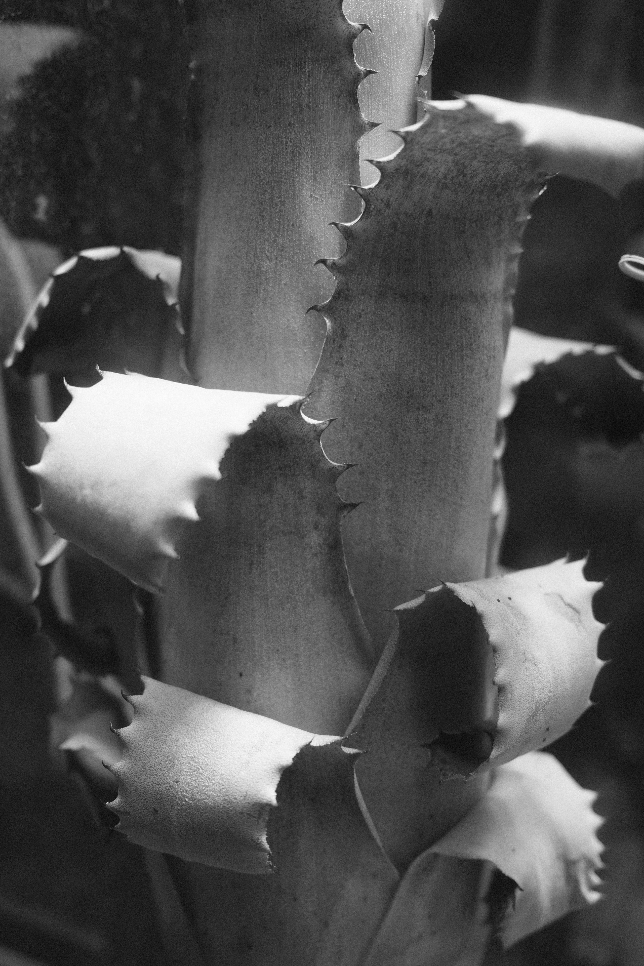 Аптекарский огород. Профессиональный фотограф в Москве Захар Ишутин