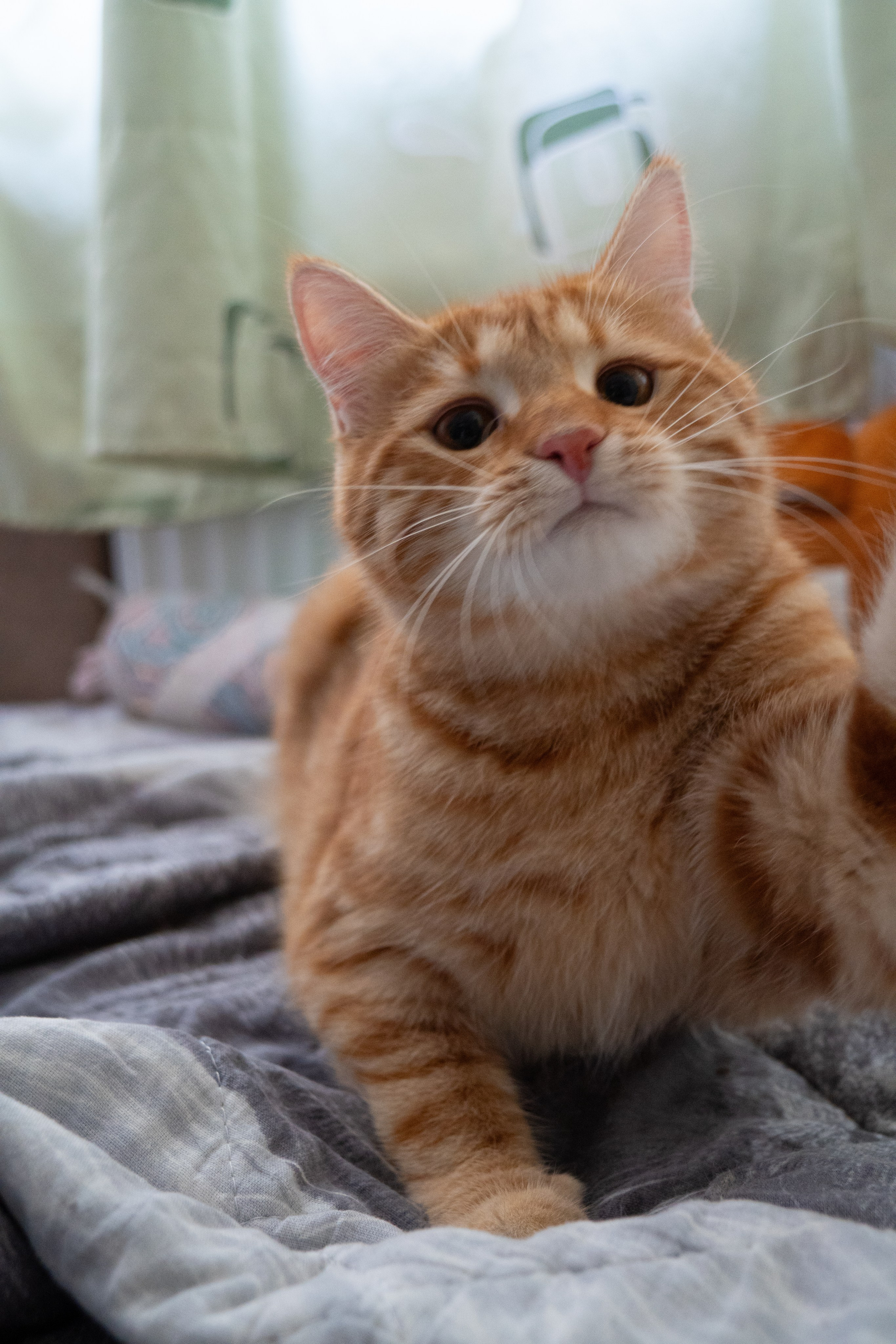 Приют для животных «Пушистые друзья». Видеограф, фотограф в Санкт-Петербурге Элеонора Петрова